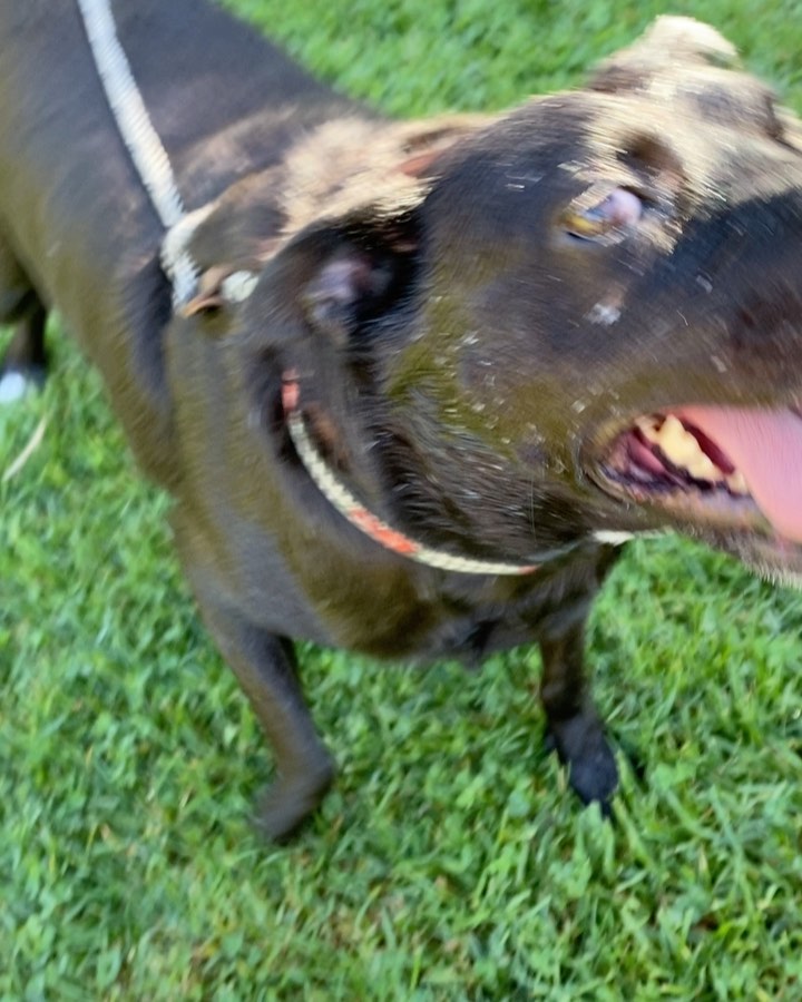 We had so much fun yesterday walking a lot of our dogs from Costa Mesa! Which dog is your favorite at our Costa Mesa location? Come meet your next best friend. 

✔️Donate: pricelesspetrescue.org/donate/
✔️Venmo: @pricelesspetrescue
✔️PayPal: priceless.pets@yahoo.com
✔️Wishlist: shorturl.at/tBCKS
____________________________________________________
<a target='_blank' href='https://www.instagram.com/explore/tags/pricelesspetrescue/'>#pricelesspetrescue</a> <a target='_blank' href='https://www.instagram.com/explore/tags/pricelesspets/'>#pricelesspets</a> <a target='_blank' href='https://www.instagram.com/explore/tags/adopt/'>#adopt</a> <a target='_blank' href='https://www.instagram.com/explore/tags/rescue/'>#rescue</a> <a target='_blank' href='https://www.instagram.com/explore/tags/costamesa/'>#costamesa</a> <a target='_blank' href='https://www.instagram.com/explore/tags/claremont/'>#claremont</a> <a target='_blank' href='https://www.instagram.com/explore/tags/chinohills/'>#chinohills</a> <a target='_blank' href='https://www.instagram.com/explore/tags/inlandempire/'>#inlandempire</a> <a target='_blank' href='https://www.instagram.com/explore/tags/orangecounty/'>#orangecounty</a> <a target='_blank' href='https://www.instagram.com/explore/tags/lacounty/'>#lacounty</a> <a target='_blank' href='https://www.instagram.com/explore/tags/dogsrock/'>#dogsrock</a> <a target='_blank' href='https://www.instagram.com/explore/tags/dogsinneed/'>#dogsinneed</a> <a target='_blank' href='https://www.instagram.com/explore/tags/adoptme/'>#adoptme</a> <a target='_blank' href='https://www.instagram.com/explore/tags/petsofinstagram/'>#petsofinstagram</a> <a target='_blank' href='https://www.instagram.com/explore/tags/dogsofinstagram/'>#dogsofinstagram</a> <a target='_blank' href='https://www.instagram.com/explore/tags/dogstagram/'>#dogstagram</a> <a target='_blank' href='https://www.instagram.com/explore/tags/catsofinstagram/'>#catsofinstagram</a> <a target='_blank' href='https://www.instagram.com/explore/tags/catsinneed/'>#catsinneed</a> <a target='_blank' href='https://www.instagram.com/explore/tags/catsrock/'>#catsrock</a> <a target='_blank' href='https://www.instagram.com/explore/tags/catstagram/'>#catstagram</a> <a target='_blank' href='https://www.instagram.com/explore/tags/rabbitstagram/'>#rabbitstagram</a> <a target='_blank' href='https://www.instagram.com/explore/tags/rabbitsofinstagram/'>#rabbitsofinstagram</a> <a target='_blank' href='https://www.instagram.com/explore/tags/rabbitsofig/'>#rabbitsofig</a> <a target='_blank' href='https://www.instagram.com/explore/tags/rescuebunnies/'>#rescuebunnies</a> <a target='_blank' href='https://www.instagram.com/explore/tags/savingbunbybun/'>#savingbunbybun</a> <a target='_blank' href='https://www.instagram.com/explore/tags/savingonebyone/'>#savingonebyone</a> <a target='_blank' href='https://www.instagram.com/explore/tags/untiltherearenone/'>#untiltherearenone</a> <a target='_blank' href='https://www.instagram.com/explore/tags/petrescue/'>#petrescue</a> <a target='_blank' href='https://www.instagram.com/explore/tags/nokillshelter/'>#nokillshelter</a> <a target='_blank' href='https://www.instagram.com/explore/tags/nonprofit/'>#nonprofit</a>