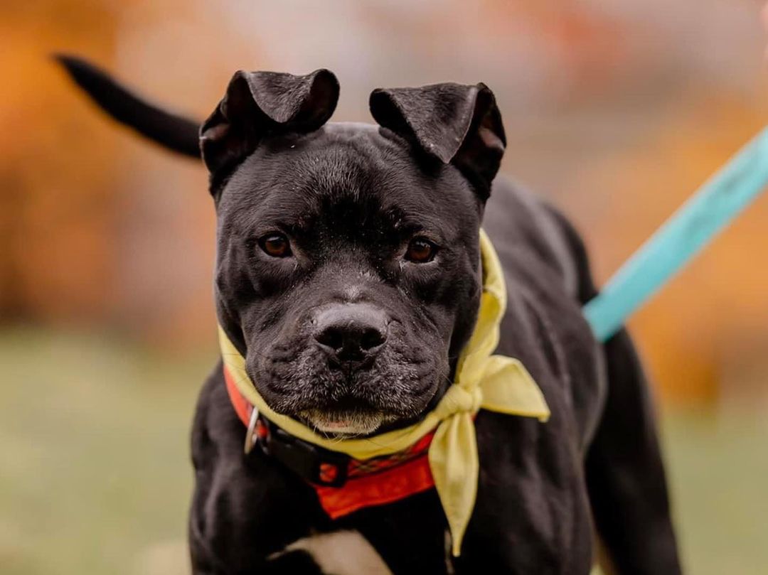 Beautiful @cardioforcanines on Saturday, captured by @madisonreneephoto 🍁🍂