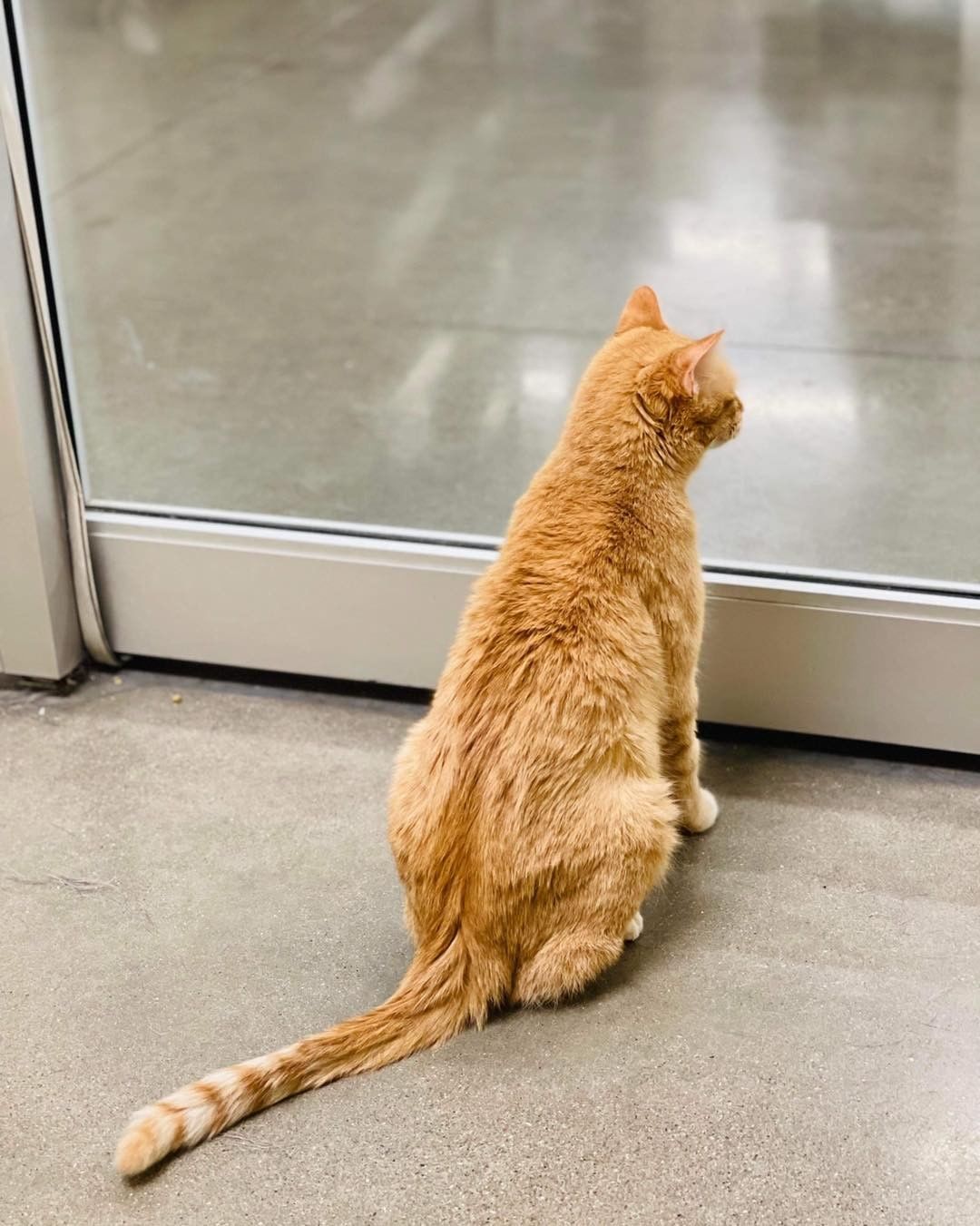 MEET ME AT PETCO! Willow has been waiting 2 weeks now for a family to stop by and discover that she is friendly, playful, funny, cute, an amazing jumper, and just a great cat!

Stop by the Ames Petco now and say hi!😻<a target='_blank' href='https://www.instagram.com/explore/tags/boonehumanesociety/'>#boonehumanesociety</a> <a target='_blank' href='https://www.instagram.com/explore/tags/adoptwillow/'>#adoptwillow</a> <a target='_blank' href='https://www.instagram.com/explore/tags/adoptlove/'>#adoptlove</a> <a target='_blank' href='https://www.instagram.com/explore/tags/adoptatpetco/'>#adoptatpetco</a>