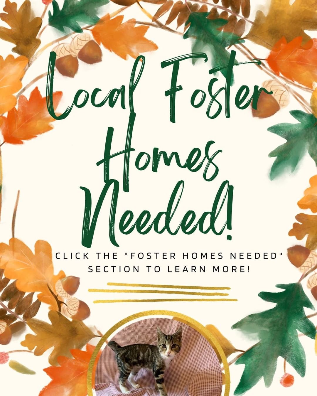 Do you have a spare room in your house? Do you have a love for cats and kittens, but don't necessarily want the 10+ year long commitment? Consider fostering! We have several pregnant mamas-to-be that need a loving place to care for their babies, and YOU can help! Visit our website and click the 