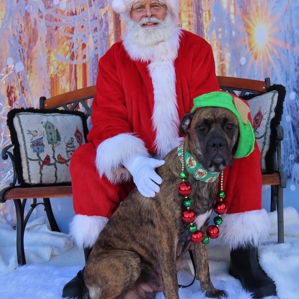 Fuzzball (aka Callie) and the Bluey litter had a photo shoot with Santa yesterday! 
<a target='_blank' href='https://www.instagram.com/explore/tags/bdhp/'>#bdhp</a> <a target='_blank' href='https://www.instagram.com/explore/tags/bdhpi/'>#bdhpi</a> <a target='_blank' href='https://www.instagram.com/explore/tags/bigdogshugepaws/'>#bigdogshugepaws</a>