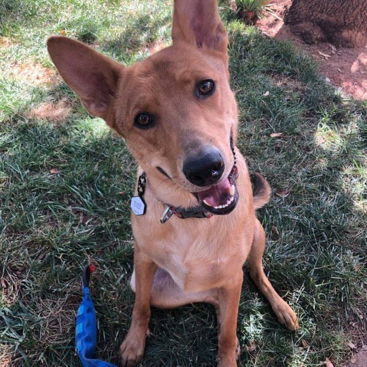 Murphy is a 1-2 yr old handsome shepherd mix available for direct rehoming. He is very sweet, interactive, sensitive, and loyal. He is anxious in busy public places but he is comfortable in the house and out on walks and hikes.

Murphy loves to play with his toys, and has moderate energy. He enjoys daily runs, walks, hikes, and/or fetch sessions and also loves to curl up and nap during day. Murphy can be fearful of new people and places. Once he is reassured and shown that he is in a safe place, he calms down.

Murphy is not available for adoption from OAS. This is a courtesy posting for pets listed on our Home to Home rehoming site (link in bio). Home to Home is a program as part our @thehasslife initiatives to keep pets out of the shelter and in loving homes!

<a target='_blank' href='https://www.instagram.com/explore/tags/adoptablecats/'>#adoptablecats</a> <a target='_blank' href='https://www.instagram.com/explore/tags/rehome/'>#rehome</a> <a target='_blank' href='https://www.instagram.com/explore/tags/rehomecat/'>#rehomecat</a> <a target='_blank' href='https://www.instagram.com/explore/tags/adoptme/'>#adoptme</a> <a target='_blank' href='https://www.instagram.com/explore/tags/adoptacat/'>#adoptacat</a> <a target='_blank' href='https://www.instagram.com/explore/tags/adoptoakland/'>#adoptoakland</a> <a target='_blank' href='https://www.instagram.com/explore/tags/seniorcatsrock/'>#seniorcatsrock</a> <a target='_blank' href='https://www.instagram.com/explore/tags/thehasslife/'>#thehasslife</a> <a target='_blank' href='https://www.instagram.com/explore/tags/animalshelteringreimagined/'>#animalshelteringreimagined</a>