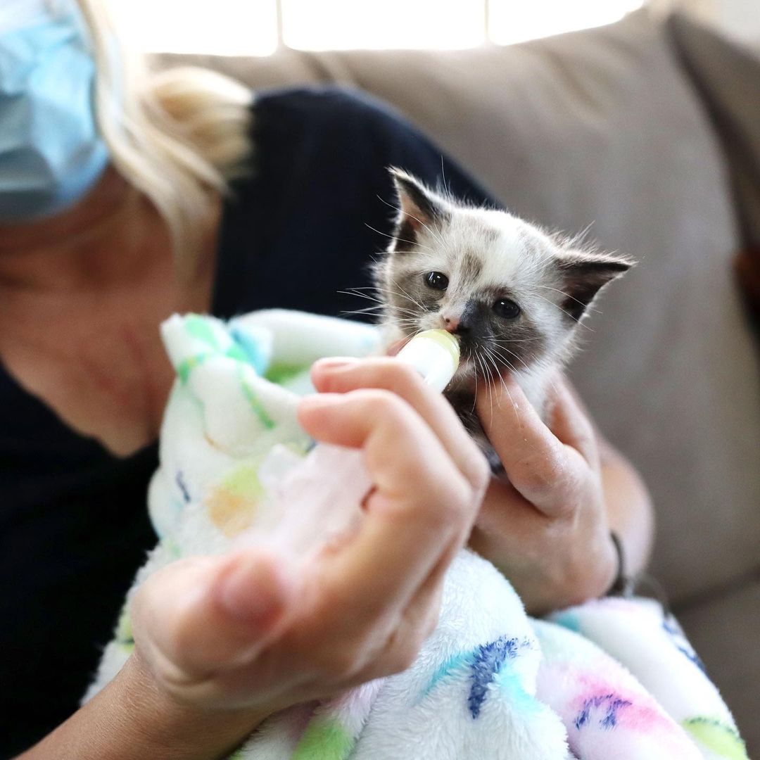 Looking for a volunteer opportunity with lots of warm and fuzzies? 🥰
 
Become a foster caregiver at the Atlanta Humane Society! Our foster caregivers provide temporary care for cats, dogs, kittens, and puppies in their own homes. Some animals just need a little TLC and time to decompress, while others are looking for longer-term foster placement. This is a great opportunity to make an impact on the number of animals who find forever homes each year. ❤️
 
Get started by signing up for orientation this Saturday at the link in our bio!