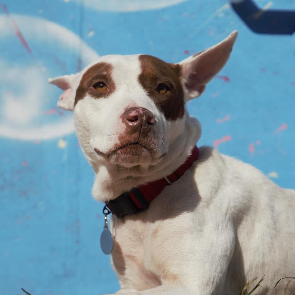 Blanche is dreaming about all of the places those Dumbo-sized ears could fly her if only they worked like his… ✈️🐘

I’ll be honest though, I think her first choice would be to fly right to your couch. This sweetie pie is still looking for her forever home, and she doesn’t have too many specific requests from you for it. She’d love a spot to snuggle on up and take a nap (rumor has it she’s a snorer), some love, and after that she’s not too picky. Put in your adoption form for this gal today before she flies away!

<a target='_blank' href='https://www.instagram.com/explore/tags/gpgBlanche/'>#gpgBlanche</a> <a target='_blank' href='https://www.instagram.com/explore/tags/AdoptMe/'>#AdoptMe</a>