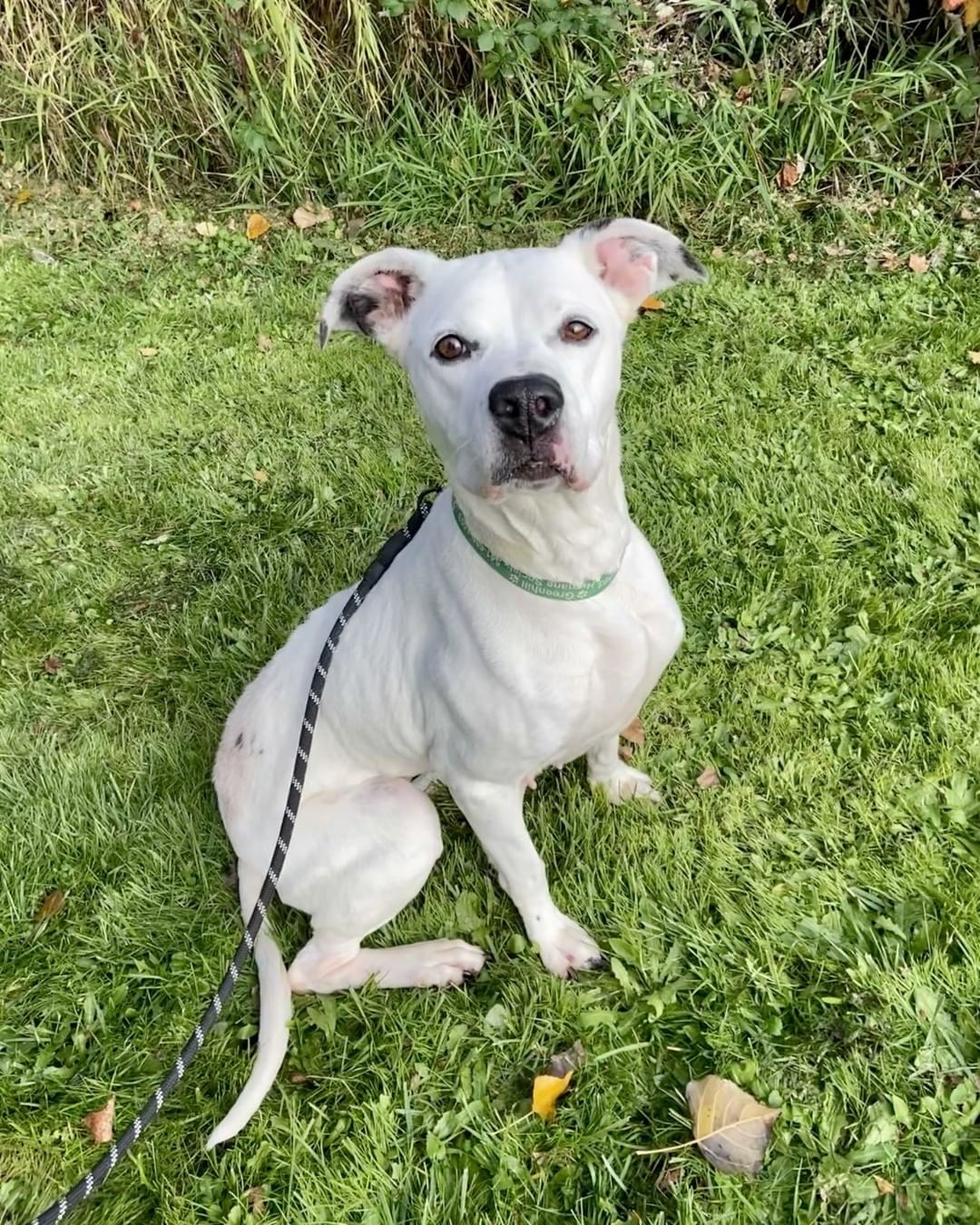 We love our mid morning walks with Glenda! 🥰💕 This mature lady is as sweet as they come! Glenda is a 10-year-old pup who would make the most loving, loyal companion. Her ideal family will include her in all adventures and have plenty of cheese on hand! 🧀🐶 She's a very good girl and deserves nothing more than a warm spot on your couch! Our team loves watching her sprint around the yards and sniff all the smells. 

Learn more about Glenda and her friends at https://www.green-hill.org/adopt_dog. If you are interested in adopting a dog or small animal, please call 541-689-1503 to schedule an adoption appointment. If you are interested in adopting a cat, visit Greenhill between 11am-5pm. We are operating on a first come first limited capacity basis.