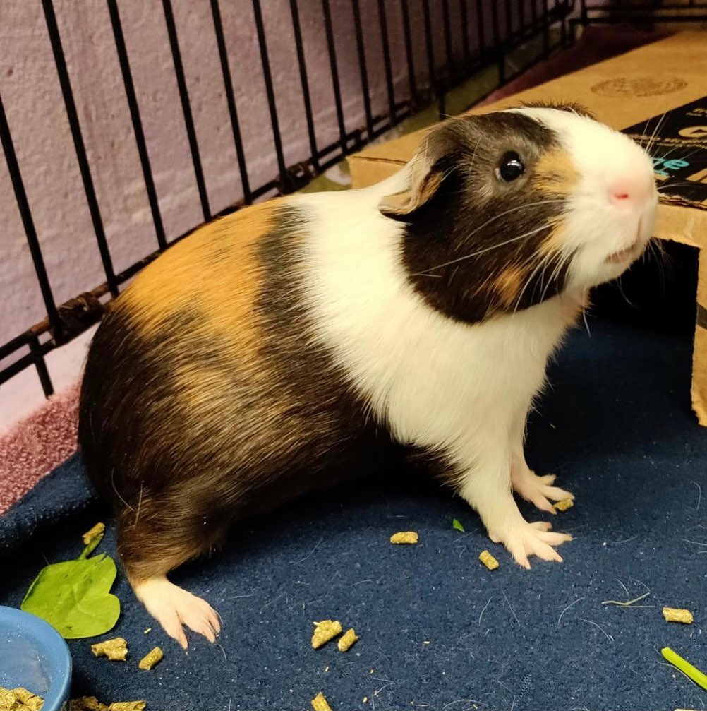 <a target='_blank' href='https://www.instagram.com/explore/tags/cutenessoverload/'>#cutenessoverload</a> we currently have 10 Guinea pigs available for adoption! 😍