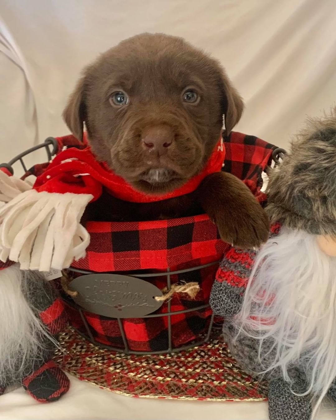 Are our fosters good sports or what 🥰 from a last minute “would you be mad if I was headed your way with 7 puppies” phone call, all the way to the themed photo shoot for their introduction ❤️ 

Here are our “freeze warning pups”! The cold weather brought with it the thoughts of hot cocoa and the upcoming holiday season. So, meet Tinsel, Noel, Holly, Jingle, Nick, Mistletoe and Joy ❣️ These adorable, super cuddly lab mixes will be ready to accept applications around the first week in December, so keep your eyes on the website! And please share this post! Our adoptions have slowed drastically due to Facebook algorithms limiting our pages views 😞 these guys would love to spend the holidays in their forever homes 🏡

Www.releashatlanta.com