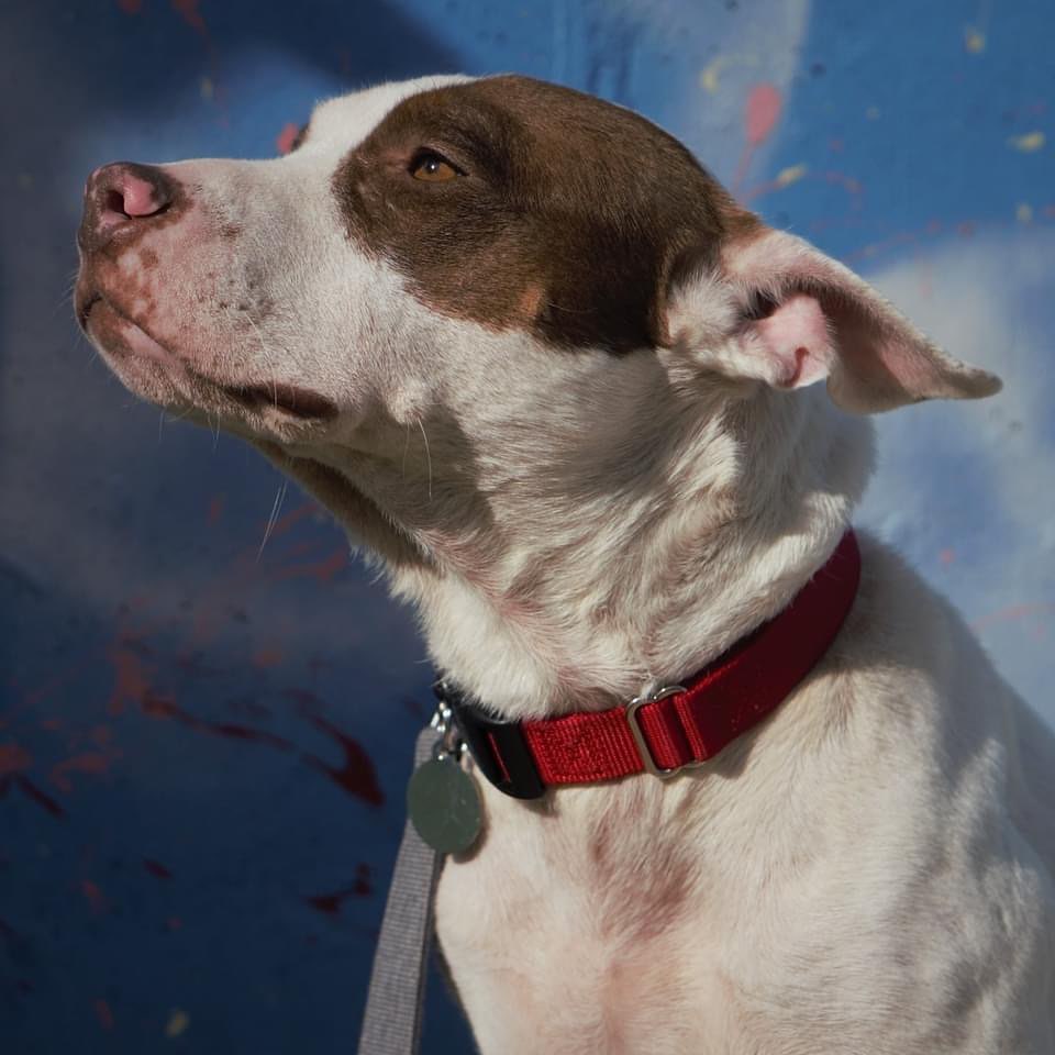 Blanche is dreaming about all of the places those Dumbo-sized ears could fly her if only they worked like his… ✈️🐘

I’ll be honest though, I think her first choice would be to fly right to your couch. This sweetie pie is still looking for her forever home, and she doesn’t have too many specific requests from you for it. She’d love a spot to snuggle on up and take a nap (rumor has it she’s a snorer), some love, and after that she’s not too picky. Put in your adoption form for this gal today before she flies away!

<a target='_blank' href='https://www.instagram.com/explore/tags/gpgBlanche/'>#gpgBlanche</a> <a target='_blank' href='https://www.instagram.com/explore/tags/AdoptMe/'>#AdoptMe</a>