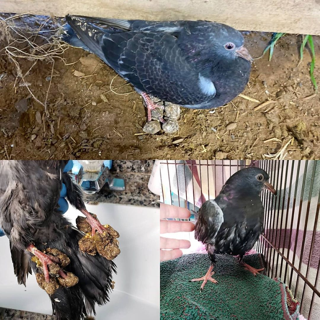 We all need some extra help sometimes. This young rock dove came to us Friday night after it was rescued from a barn. The large balls on its toes are actually made up of compacted fecal material, straw, and dirt. The nest area, that was not to be found, was likely cramped and heavily soiled, so as this young bird grew and moved around, the fecal matter was able to build up to form these heavy balls on his toes.

Now old enough to be out of the nest, it fledged (developing wing feathers that are large enough for flight) to spend time on the ground as it learned to fly. But imagine trying to learn to fly with this added weight on your feet!

Needless to say it was not able to keep up with the other birds in the family. After a couple of warm water soaks and some gentle encouragement, the balls were removed. The bird stayed at the shelter to warm up and thoroughly dry off, it had a good meal and then was returned home the next day! We expect it will now be able to take it's first flight soon!
<a target='_blank' href='https://www.instagram.com/explore/tags/animalrescue/'>#animalrescue</a>