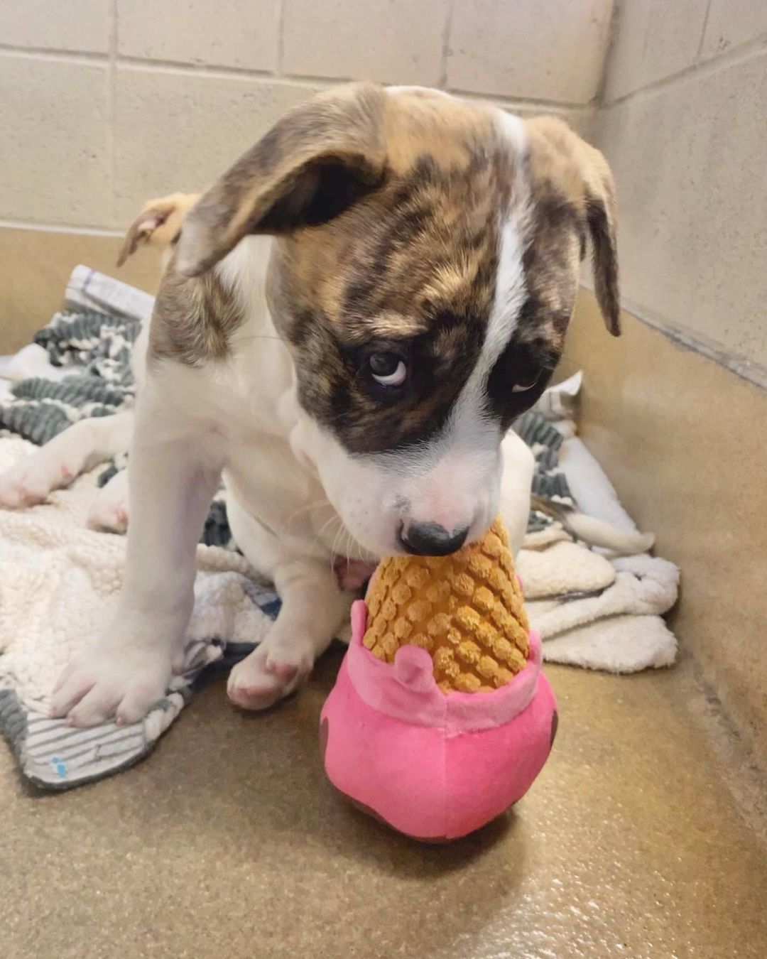 We don’t have the heart to tell Rumbo that’s not how you eat an ice cream cone 🤪 Could one of you guys break the news to him? <a target='_blank' href='https://www.instagram.com/explore/tags/rescuedogsrock/'>#rescuedogsrock</a>

<a target='_blank' href='https://www.instagram.com/explore/tags/spcawake/'>#spcawake</a> <a target='_blank' href='https://www.instagram.com/explore/tags/adoptme/'>#adoptme</a> <a target='_blank' href='https://www.instagram.com/explore/tags/adoptables/'>#adoptables</a> <a target='_blank' href='https://www.instagram.com/explore/tags/raleigh/'>#raleigh</a> <a target='_blank' href='https://www.instagram.com/explore/tags/wakecounty/'>#wakecounty</a> <a target='_blank' href='https://www.instagram.com/explore/tags/animalrescue/'>#animalrescue</a> <a target='_blank' href='https://www.instagram.com/explore/tags/adoptdontshop/'>#adoptdontshop</a> <a target='_blank' href='https://www.instagram.com/explore/tags/adoptashelterpet/'>#adoptashelterpet</a>  <a target='_blank' href='https://www.instagram.com/explore/tags/puppiesforadoption/'>#puppiesforadoption</a> <a target='_blank' href='https://www.instagram.com/explore/tags/animalshelter/'>#animalshelter</a> <a target='_blank' href='https://www.instagram.com/explore/tags/adoptabledogsofinstagram/'>#adoptabledogsofinstagram</a> <a target='_blank' href='https://www.instagram.com/explore/tags/spca/'>#spca</a>