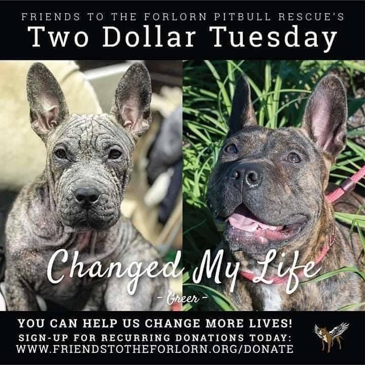 It’s only $2.00 a week . You probably won’t miss it .. a lot of our recurring $2.00 Tuesday donors have had to cancel their donations, and we miss it 
Please sign up today 

🐶Today is TWO DOLLAR TUESDAY!🐶
This year has not gone as planned; all of our fundraisers have been cancelled and many of our supporters have been forced to suspend their donations. 
This is why your Two Dollar Tuesday recurring donation is so important to us! For just $2.00 a week, you literally make sure we can sustain and keep saving the dogs who need us. We are asking you to donate just $2.00 towards our rescue efforts. Your $2.00 helps save dogs like Greer. 

We have built Friends to the Forlorn Pitbull Rescue on Integrity, Compassion, Commitment and Love for all animals...but we run on donations. We hope you'll consider signing up for recurring donations today. 

SIGN-UP: http://www.friendstotheforlorn.org/donate

If you cannot commit to a recurring donation, please consider a one-time donation. No amount is too small and your support means so much to us!

Can we raise $500 for the pups this Tuesday??