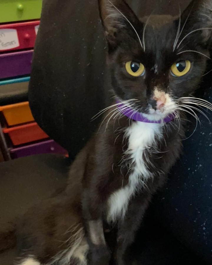 An update on our Love💗
This is the kitty that was dumped at a park in Brawley. People often think that animals, specially cats, don’t have feelings. This poor girl has been through the confusion of not only being abandoned but who knows what happened to her babies. She cried the first two days and didn’t eat for almost 4 days! 😖😫

After lots of love and attention we got her to eat!!! She has now been vaccinated, dewormed, microchipped and sterilized. She is extremely sweet and deserves a good home. If interested, Love is ready for her furrever home💜💛❤️🧡💚💙 <a target='_blank' href='https://www.instagram.com/explore/tags/karmawillgettheevil/'>#karmawillgettheevil</a> <a target='_blank' href='https://www.instagram.com/explore/tags/adultkittiesdeservelovetoo/'>#adultkittiesdeservelovetoo</a> <a target='_blank' href='https://www.instagram.com/explore/tags/mamacat/'>#mamacat</a>
