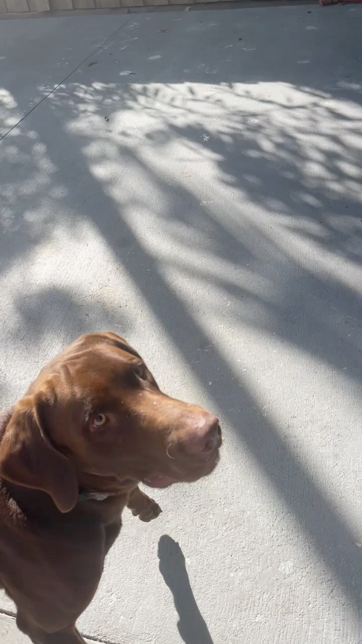 A Good Samaritan contacted us to see if we can take in this chocolate lab. His owners abandoned him and he was being left chained up. He is not neutered yet. If we can find a foster or adopter, we can take him in. We will get him fully vetted. If you can foster, please fill out a foster application at SavingGraceFL.org