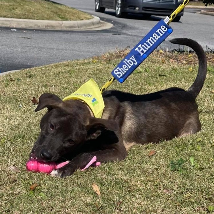 We had several adoptions and a wonderful time at the PetSmart Charities National Adoption Weekend Event. 

This sweet girl is Ezra. She had a great time at the event, but she didn’t find her forever home. 
You can meet Ezra when we open again for adoptions on Tuesday. 

Click the link to schedule your appointment. 
https://shelbyhumane.as.me/schedule.php?calendarID=6173883