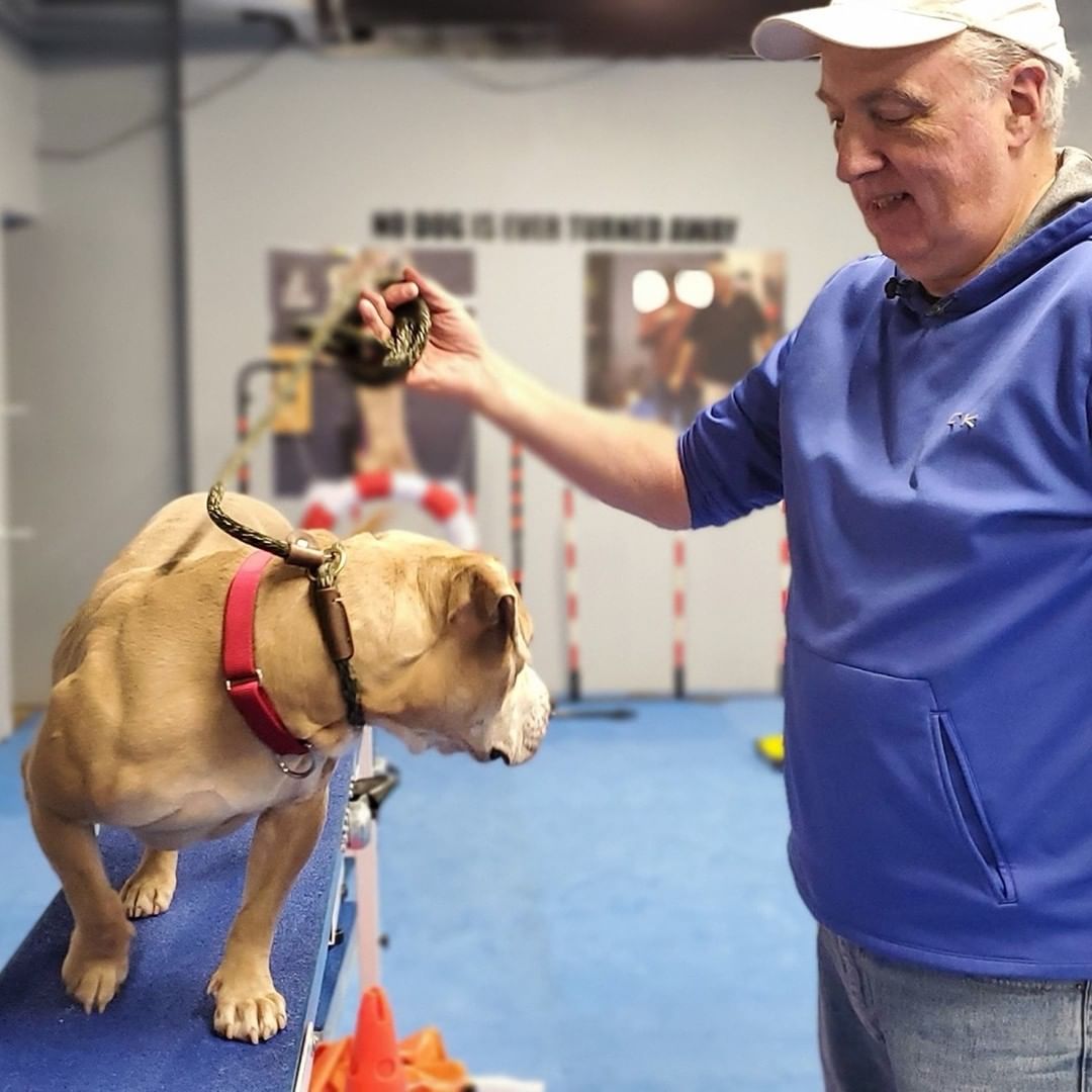 MPAS On the Move Update!

Rosebud, Stella and Brownie all went to @behaviorplus tonight for training. We gain so much insight with every visit and tonight was no exception. With their help, we can better understand some of the behavior challenges we are facing and how we can help our dogs shine. 

Thank you to everyone who has helped support this important training. And to the team at @behaviorplus, you are amazing and we appreciate all that you do. Your work is not only changing lives, it saves them. <a target='_blank' href='https://www.instagram.com/explore/tags/dogtraining/'>#dogtraining</a> <a target='_blank' href='https://www.instagram.com/explore/tags/animalrescue/'>#animalrescue</a> <a target='_blank' href='https://www.instagram.com/explore/tags/animalshelter/'>#animalshelter</a> <a target='_blank' href='https://www.instagram.com/explore/tags/mpasonthemove/'>#mpasonthemove</a> <a target='_blank' href='https://www.instagram.com/explore/tags/ilovedogs/'>#ilovedogs</a> <a target='_blank' href='https://www.instagram.com/explore/tags/shelterpets/'>#shelterpets</a>