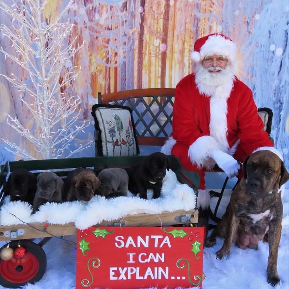 Fuzzball (aka Callie) and the Bluey litter had a photo shoot with Santa yesterday! 
<a target='_blank' href='https://www.instagram.com/explore/tags/bdhp/'>#bdhp</a> <a target='_blank' href='https://www.instagram.com/explore/tags/bdhpi/'>#bdhpi</a> <a target='_blank' href='https://www.instagram.com/explore/tags/bigdogshugepaws/'>#bigdogshugepaws</a>