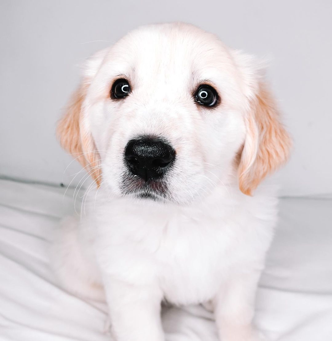 Boy, do we have the duo for you! Meet Tater & Tot! 🧸

These boys are the best! They compliment each other so well! Tater is a ball of energy while Tot is a pro napper! They love toys, treats, playtime…but most all all, their people! They love to wake up and be held. They are working on potty trains and soon their days in and out of a puppy pen together! They are just as smart as they are cute! They are so very loyal to their people! They are going to make the best friends anyone could ask for! 💛
Age: 7 weeks
Estimated breed: Pyrenees/Lab mix

Our story: Hello, I’m Tater! Hello, I’m Tot! We are brothers! We were surrender by our owners. Sadly, we are the only survivors of all of our siblings. All we want is to show people true love! We love to snuggle, romp, and play! We are goofy and oh so loving! Plus…we’re big ole balls of fluff! We are so ready to find our homes! Hey forever people…where you at?! 👀

Apply for these babies at puppyhavenrescue.com/adopt/!