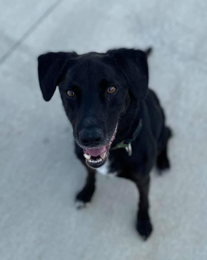 11/15/21 Duke (SC)**
 
HELP DUKE FIND HIS FOREVER HOME FOR CHRISTMAS

Meet Duke!  He is a very playful, 9 year old, 40 pound Labrador Retriever and Terrier mix.  This boy acts like he’s 2 years young, loves his ball and will play fetch all day as long as you're willing.  He runs circles around the 2 and 4 year old kids at his foster home! He is up-to-date on vaccines, neutered, house-trained, crate-trained, walks well on a leash and enjoys car rides.  He is a very smart dog and will follow you anywhere.  But he especially loves to be a lap dog, seeking out affection who will also let you dress him. Duke has some separation anxiety so if you work from home or are home often, he's your boy!  as an only pet will be best. Let’s get this little piggy adopted so he can show off his costume.

If you would like to adopt Duke, please complete an application today at www.secondchanceforpets.com. 

**
(SC) MEANS THEY ARE IN ONE OF OUR GROUP'S FOSTER HOMES. 
(CP) MEANS THE PET IS STILL WITH CURRENT OWNER AND WE ARE POSTING AS A COURTESY. 
(DCAS) MEANS THEY ARE LOCATED AT THE DEWITT COUNTY ANIMAL SHELTER IN CLINTON, IL.