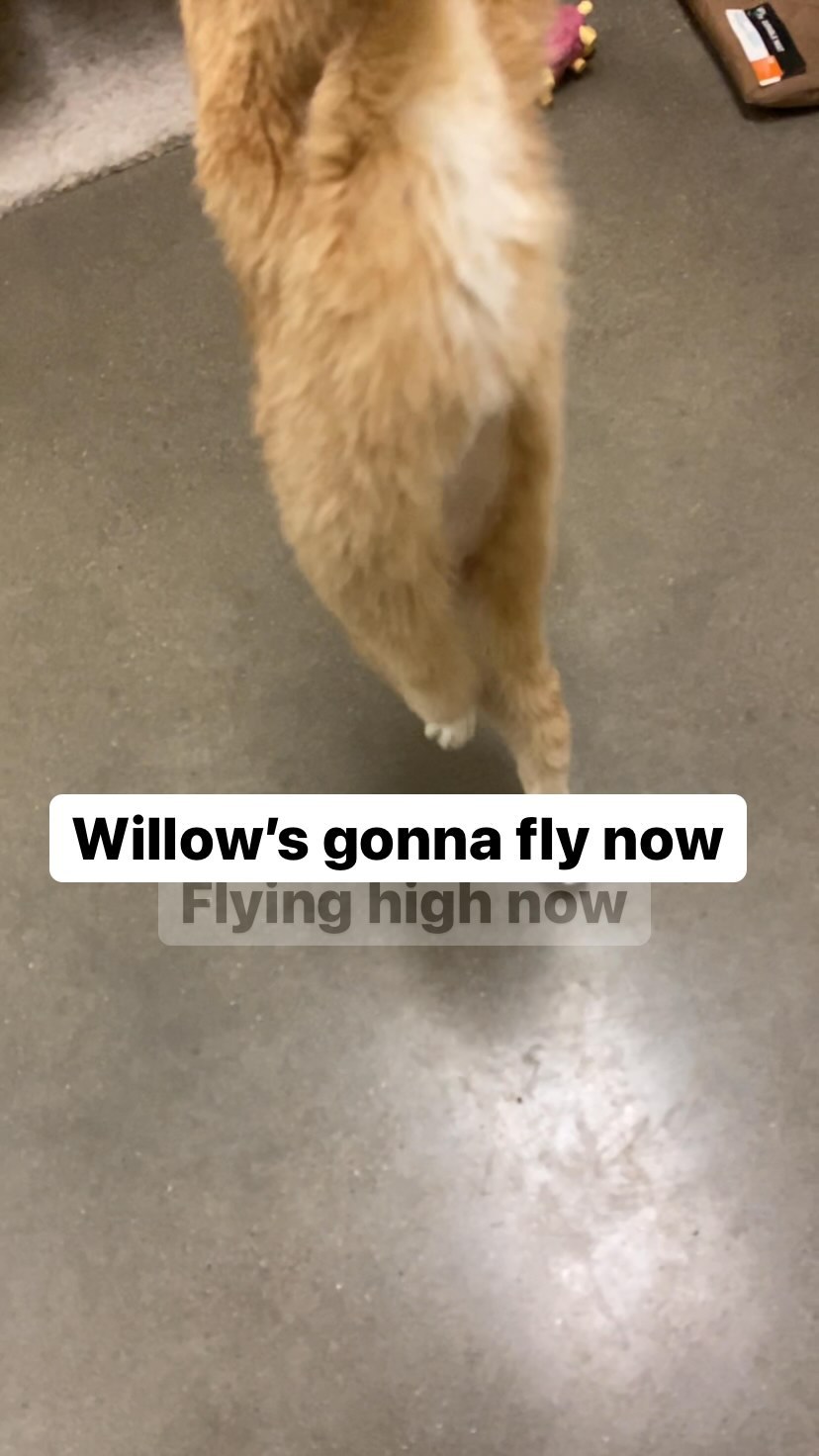 Adopt Willow and make her day.  She’s at the Ames Petco waiting to meet you now! <a target='_blank' href='https://www.instagram.com/explore/tags/flyingcat/'>#flyingcat</a> <a target='_blank' href='https://www.instagram.com/explore/tags/adoptwillow/'>#adoptwillow</a> <a target='_blank' href='https://www.instagram.com/explore/tags/adoptdontshop/'>#adoptdontshop</a> <a target='_blank' href='https://www.instagram.com/explore/tags/adoptlove/'>#adoptlove</a> <a target='_blank' href='https://www.instagram.com/explore/tags/boonehumanesociety/'>#boonehumanesociety</a> <a target='_blank' href='https://www.instagram.com/explore/tags/catsofinstagram/'>#catsofinstagram</a> <a target='_blank' href='https://www.instagram.com/explore/tags/orangecat/'>#orangecat</a>