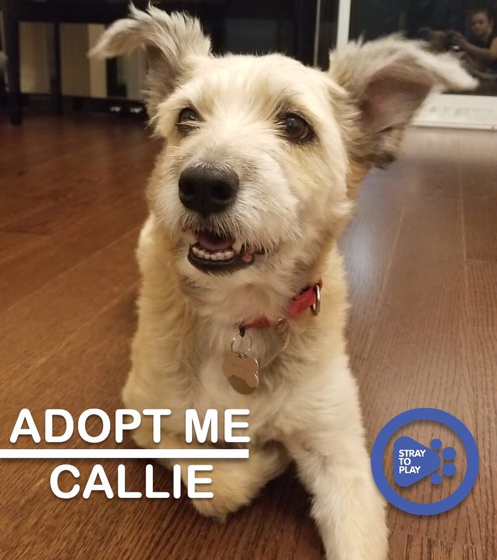 Callie is looking for her forever home 🥰

Callie is a sweet collie/wheaten terrier mix who is about 5 years old. She came to us a very insecure and anxious pup, but she has come a long way while in foster care and shown us that she has a ton of love to give. Callie has also proven to be quite the athletic girl!

Her perfect home would be with a person (or people) who are experienced and can read a dog's body language. She will thrive in either a house or an apartment, as long as her forever family will provide sufficient exercise. A family with a steady routine and firm boundaries would be ideal for her, as it will help Callie boost her confidence. She would benefit from a forever family that will continue to expose her to different environments. Callie is fully house trained and crate trained, and has previously lived with cats. 

Callie’s fosters describe her as a small furry guardian; she is loving and a good friend for her humans. All the love she receives, she’ll give back in spades. Callie is happy to spend her time playing with humans, by herself (to impress humans) or going for swims, walks and runs. She loves her squeaky toys and playing fetch. 🎾

To find out more about Callie, or apply to adopt, click the link in our bio to visit our website. 

<a target='_blank' href='https://www.instagram.com/explore/tags/adoptapet/'>#adoptapet</a> <a target='_blank' href='https://www.instagram.com/explore/tags/opttoadopt/'>#opttoadopt</a> <a target='_blank' href='https://www.instagram.com/explore/tags/adoptdontshop/'>#adoptdontshop</a> <a target='_blank' href='https://www.instagram.com/explore/tags/straytoplay/'>#straytoplay</a> <a target='_blank' href='https://www.instagram.com/explore/tags/rescuedog/'>#rescuedog</a> <a target='_blank' href='https://www.instagram.com/explore/tags/torontodogs/'>#torontodogs</a> <a target='_blank' href='https://www.instagram.com/explore/tags/ontariorescuedogs/'>#ontariorescuedogs</a> <a target='_blank' href='https://www.instagram.com/explore/tags/foreverhomeneeded/'>#foreverhomeneeded</a> <a target='_blank' href='https://www.instagram.com/explore/tags/torontodogsforadoption/'>#torontodogsforadoption</a>