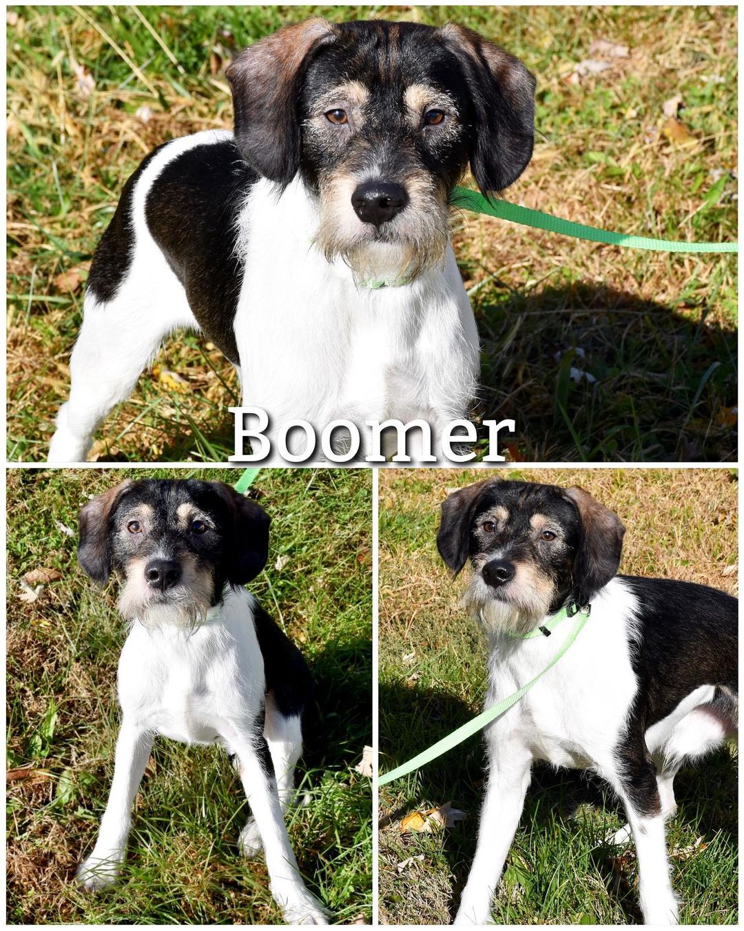 Update: Adopted
Meet Boomer!
Boomer is a friendly, loving, and timid 1 year old Fox Terrier mix looking for his forever home! He was brought in with his sister Abigail, they don’t have to be adopted together but they do better as a pair. He loves to go for walks, be pet and loved on. Boomer will be ready to go home once he is neutered!

Boomer is up to date on vaccinations, heartworm tested, dewormed, current on flea/tick prevention, and will be neutered prior to adoption. 

Boomer’s adoption fee is $75, plus $15 for microchip.