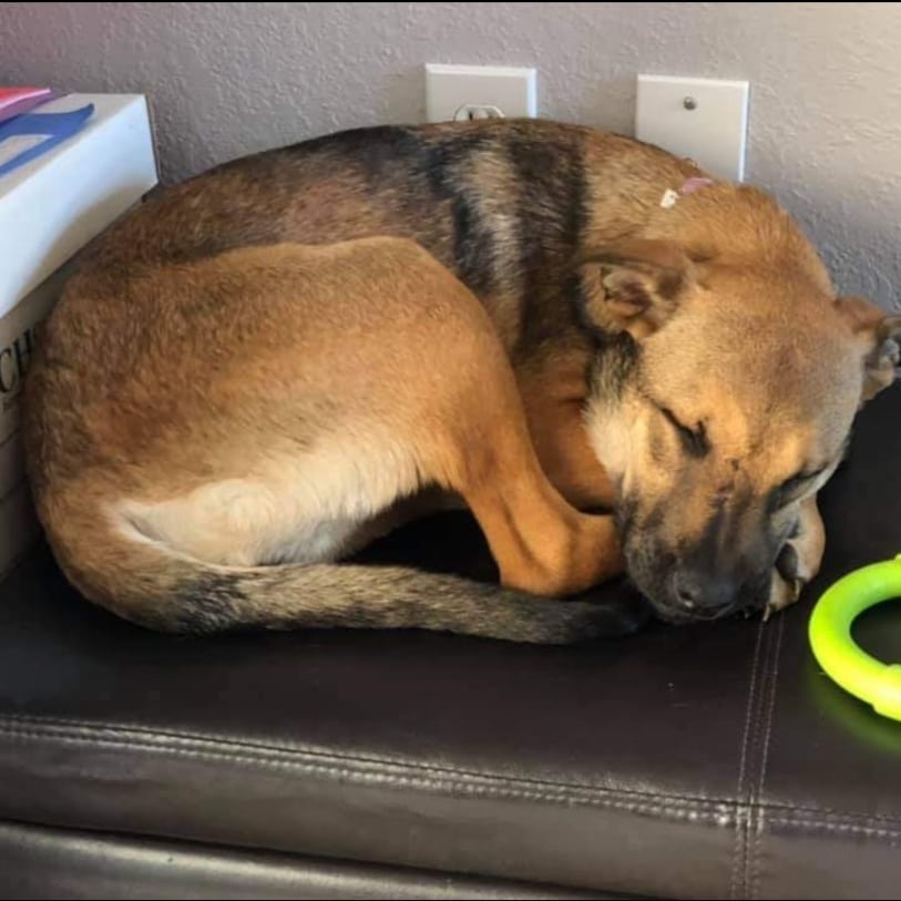 PUPPY ❤️

Hi! My name is Apricot, I'm a 4 month old, 30 lb. spayed female lab mix that moved to WI from Oklahoma on November 14 and am looking for my forever family.  I am shy at first, but a big cuddler once I get to know you.  I am also cautious when I enter new rooms and areas I am not familiar with, but very chill once I have my surroundings down.  I am a very mellow puppy.  I lay in my crate in my mom's at home office most of the day while she works so I can be close by.  I do love a good game of chase with my 8 and 9 year old human sisters, and boy do I love to roll in the leaves.  Some of my other favorite things are a good chew toy and to lay on my back for a belly rub.  I have not had an accident in the house and am pretty good on a leash for it being so new. I take a little encouragement to get into my crate at night as I'd rather sleep on the couch, but once I'm there I sleep through the night.  I'm excited to meet my furever family, could it be you?

<a target='_blank' href='https://www.instagram.com/explore/tags/adoptdontshop/'>#adoptdontshop</a>
<a target='_blank' href='https://www.instagram.com/explore/tags/luckymuttswi/'>#luckymuttswi</a>
<a target='_blank' href='https://www.instagram.com/explore/tags/rescuedogsmke/'>#rescuedogsmke</a>
<a target='_blank' href='https://www.instagram.com/explore/tags/doglovers/'>#doglovers</a>
<a target='_blank' href='https://www.instagram.com/explore/tags/rescuedogsofinstagram/'>#rescuedogsofinstagram</a>
<a target='_blank' href='https://www.instagram.com/explore/tags/sweetpup/'>#sweetpup</a>
<a target='_blank' href='https://www.instagram.com/explore/tags/mke/'>#mke</a>
<a target='_blank' href='https://www.instagram.com/explore/tags/mkepup/'>#mkepup</a>
<a target='_blank' href='https://www.instagram.com/explore/tags/wisconsinrescue/'>#wisconsinrescue</a>
<a target='_blank' href='https://www.instagram.com/explore/tags/lovedogs/'>#lovedogs</a>
<a target='_blank' href='https://www.instagram.com/explore/tags/rescue/'>#rescue</a>
<a target='_blank' href='https://www.instagram.com/explore/tags/foster/'>#foster</a>
<a target='_blank' href='https://www.instagram.com/explore/tags/adopt/'>#adopt</a>
<a target='_blank' href='https://www.instagram.com/explore/tags/dogsofinstagram/'>#dogsofinstagram</a>
<a target='_blank' href='https://www.instagram.com/explore/tags/dogrescue/'>#dogrescue</a>
<a target='_blank' href='https://www.instagram.com/explore/tags/puppies/'>#puppies</a>
<a target='_blank' href='https://www.instagram.com/explore/tags/puppiesofinstagram/'>#puppiesofinstagram</a>
<a target='_blank' href='https://www.instagram.com/explore/tags/apricot/'>#apricot</a>