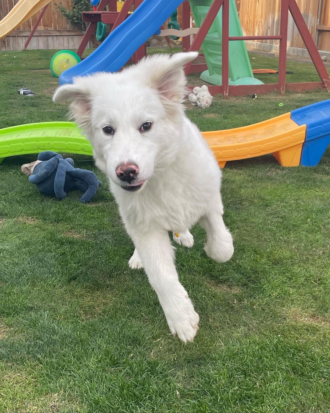 Remember the Great Pyrenees puppy surrendered to the vet because she had parvo… well look at her now! She is a healthy, playful, 40+ pound, 5 month old big puppy! 🐶 

<a target='_blank' href='https://www.instagram.com/explore/tags/greatpyreneespuppy/'>#greatpyreneespuppy</a> <a target='_blank' href='https://www.instagram.com/explore/tags/asafefurrplace/'>#asafefurrplace</a> <a target='_blank' href='https://www.instagram.com/explore/tags/happypuppy/'>#happypuppy</a> 
<a target='_blank' href='https://www.instagram.com/explore/tags/fosteringsaveslives/'>#fosteringsaveslives</a> <a target='_blank' href='https://www.instagram.com/explore/tags/thankyou/'>#thankyou</a> <a target='_blank' href='https://www.instagram.com/explore/tags/pearl/'>#pearl</a>