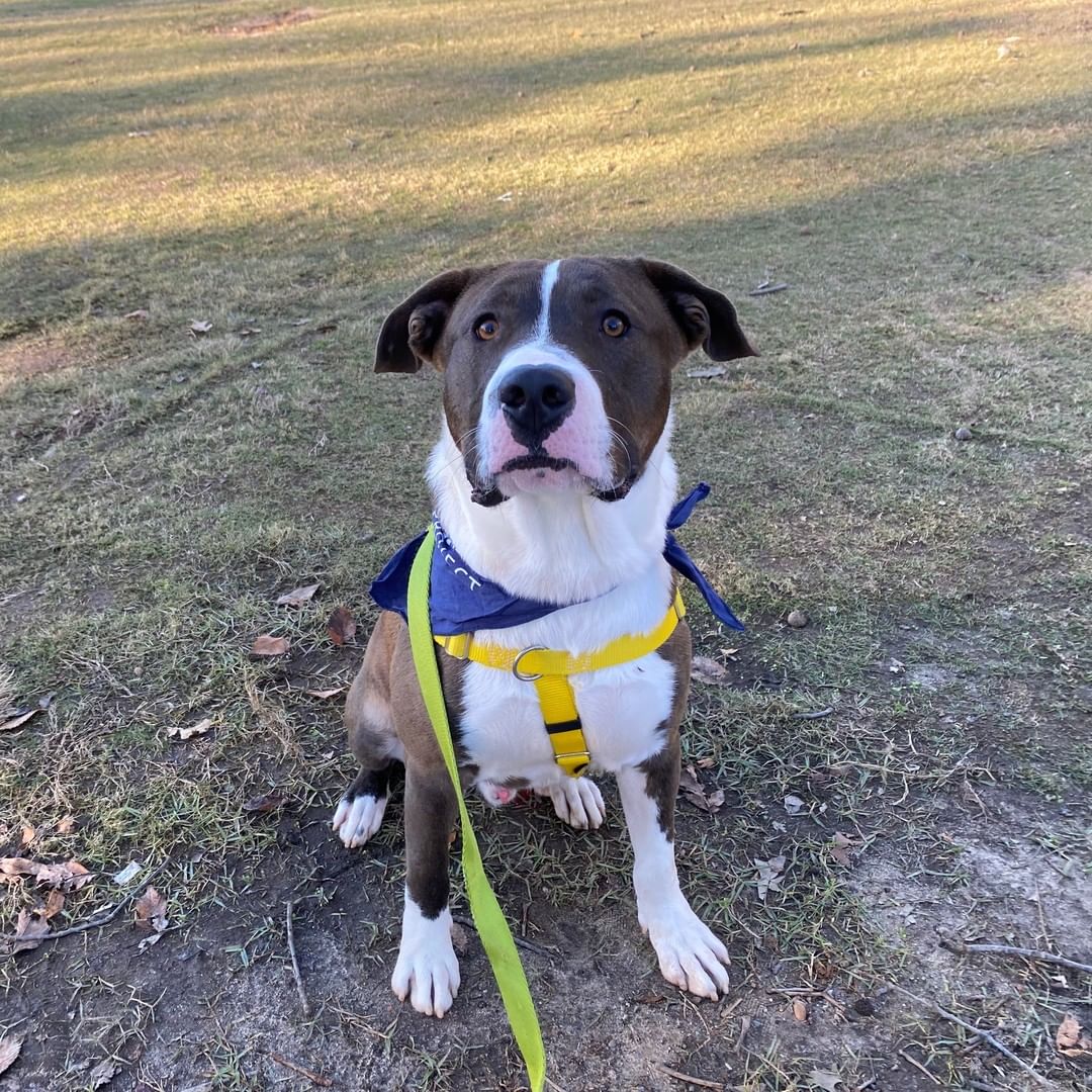 HANDSOME ALERT!

Fulton County Animal Services resident Richard is here to steal your heart! This adorable fella is approximately 3 years old, and 68lbs pounds of pure love! Richard loves toys, treats, and good cuddles after a nice walk! 

If you would like to learn more about Richard visit bit.ly/RichardFCAS