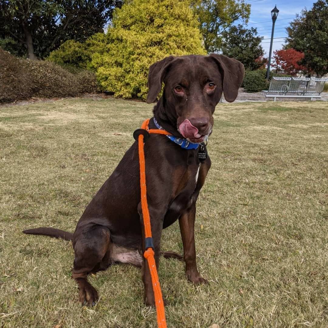 Continuing with our celebration of National Adopt a Senior Pet Month, we'd like to introduce you to Chucky! 🐾

Chucky was transferred in from our friends at @norfolkanimals and is a handsome 8 year old Chocolate Labrador and Doberman mix. Despite his age, Chucky hasn't showed any signs of slowing down and would love an active home with plenty of games of fetch in his future! Scroll ⬅️ to see Chucky in action. ❤️