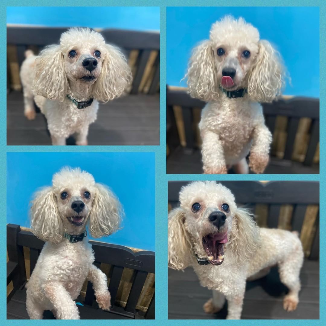 Fluff bucket alert!! 
Jasper is a well behaved gentleman with so much love to give. He’s an active little guy with great house manners who has been good with all the dogs and cats he’s met.  Come meet him today ❤️🐩🐩