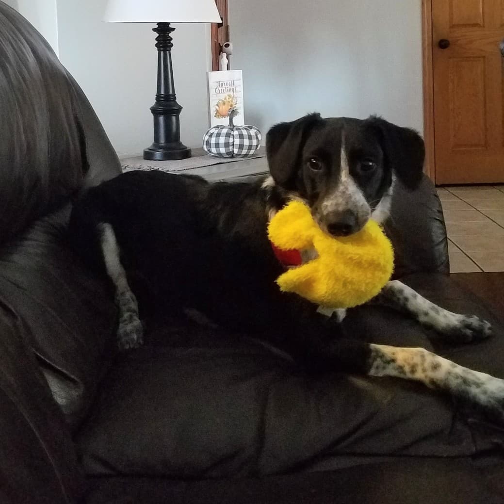 Lost dog! 

Last seen 11/15/21. Her home is Kendall, WI but she may have been near I-90. She is a black and white border collie/Australian cattle dog mix. Her face and body look like that of a young border collie but her legs have the spots of an Australian cattle dog. She is only 6 months old so her hair has not grown out yet like an adult collie. Her name is Callie. She has on a gray collar with a mandalorian symbol from Star Wars but no tags. Her shots are up to date. She is not spayed yet. 
Please call Dion at 920-933-9543 if you have seen her.