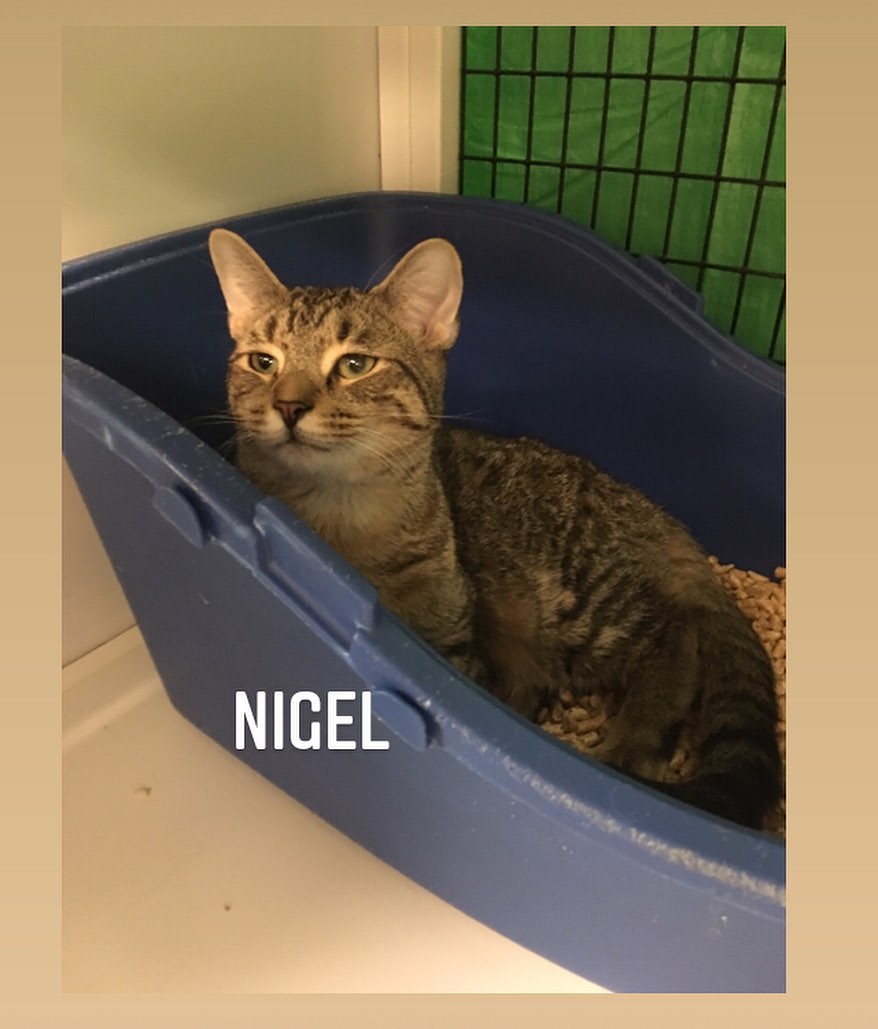 Nigel, Nikolai, and Grant have been back at WVHS for almost 2 weeks now, after returning from their foster home. They are not as happy as they were in a home. They are understandably confused and upset. They don’t know why they can’t run around anymore, or where their big king-sized bed went. They were all so happy when they were in a home, and it’s upsetting that their true personalities aren’t shining through in the shelter. It is my fear that when adopters come to the shelter to look around, these boys aren’t presenting themselves as the happy, excited, playful, affectionate boys they truly are when they’re thriving in a great environment. Nigel used to cuddle with his foster mom for hours, now he spends most of his time in his litter box. Nikolai used to be unbelievably affectionate, now he will be happy to receive affection when he can but he is not as happy and carefree as he once was. And Grant used to be incredibly active and outgoing, but he is now stunned and shocked and he can’t play and cuddle the way he used to. OF COURSE, they have everything they need at the shelter, and the shelter is a safe place for them to wait until they find their homes. But they are not meant to live at WVHS. If adopters could take an interest in these wonderful little boys, knowing that “shelter stress” is a VERY real thing and it will go away once they’ve adjusted to a home, that adopter will be so happy with their new kitten(s)! Please try to look past these scared, confused outer shells and understand that in a home, these kittens WILL snuggle with you, run and play, and be very happy, fun little loves. Nigel and Nikolai are bonded brothers who are almost 8 months old. Grant is roughly 7 months old and he’s not bonded to anyone, but he does get along with other cats and kittens. Please try not to judge off of what you see when you look into their cage, but trust in their potential and know what they are capable of in a loving home. 

TO START THE ADOPTION PROCESS: 
Please print an adoption application at wvhumane.org/forms-and-downloads and return to us at warwickhumane@yahoo.com or by fax
845-987-8995