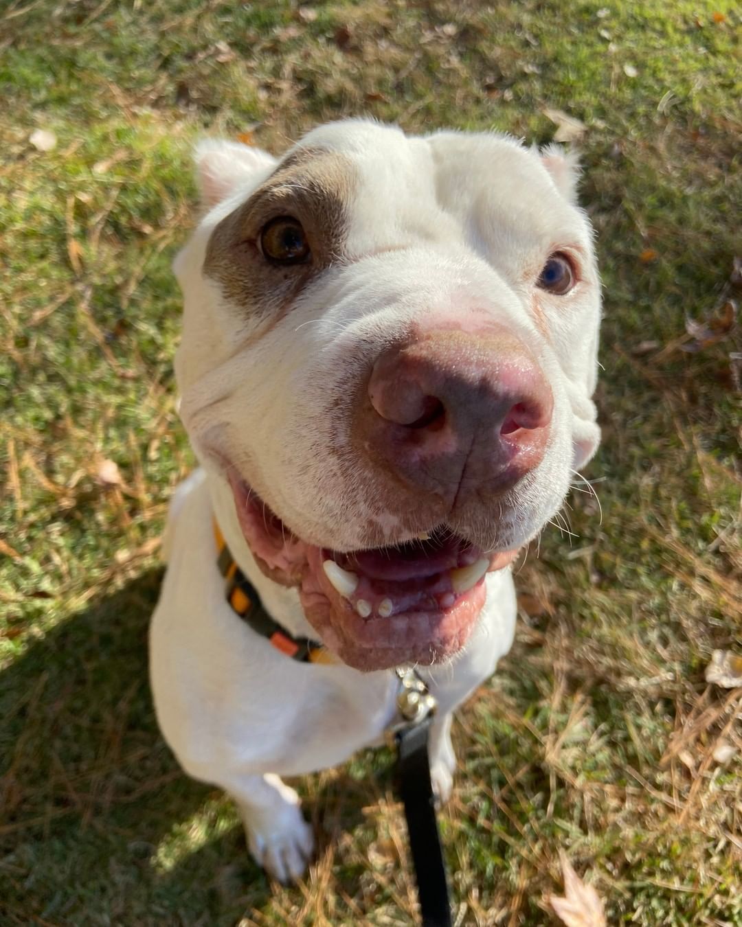 Before and after you tell Simon he's the bestest boy! ❤️

This sweet little ham is waiting for you to adopt him at LifeLine's Community Animal Center. 

<a target='_blank' href='https://www.instagram.com/explore/tags/adoptme/'>#adoptme</a> <a target='_blank' href='https://www.instagram.com/explore/tags/adoptatl/'>#adoptatl</a> <a target='_blank' href='https://www.instagram.com/explore/tags/goodboy/'>#goodboy</a> <a target='_blank' href='https://www.instagram.com/explore/tags/adoptashelterdog/'>#adoptashelterdog</a>