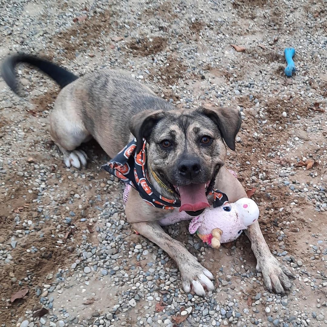 How cute is this crazy pup?! Daphne is a high energy wild-child that absolutely loves to play! Her favorite activities include going for car rides, hunting unicorns (or any toy for that matter 🤷‍♀️), and going on walks. Daphne would do best in a single pet home where she can have all the attention and play time. Daphne is about 2.5 years old and originally came to us from an overcrowded Tennessee shelter back in April. This sweet girl has spent too long in a kennel and is hoping the right family comes along for her soon! ❤️❤️❤️ <a target='_blank' href='https://www.instagram.com/explore/tags/AdoptMe/'>#AdoptMe</a> <a target='_blank' href='https://www.instagram.com/explore/tags/ShelterDog/'>#ShelterDog</a> <a target='_blank' href='https://www.instagram.com/explore/tags/DogsOfInstagram/'>#DogsOfInstagram</a> <a target='_blank' href='https://www.instagram.com/explore/tags/WildChild/'>#WildChild</a> <a target='_blank' href='https://www.instagram.com/explore/tags/Playtime/'>#Playtime</a> <a target='_blank' href='https://www.instagram.com/explore/tags/HarborHumaneSociety/'>#HarborHumaneSociety</a>