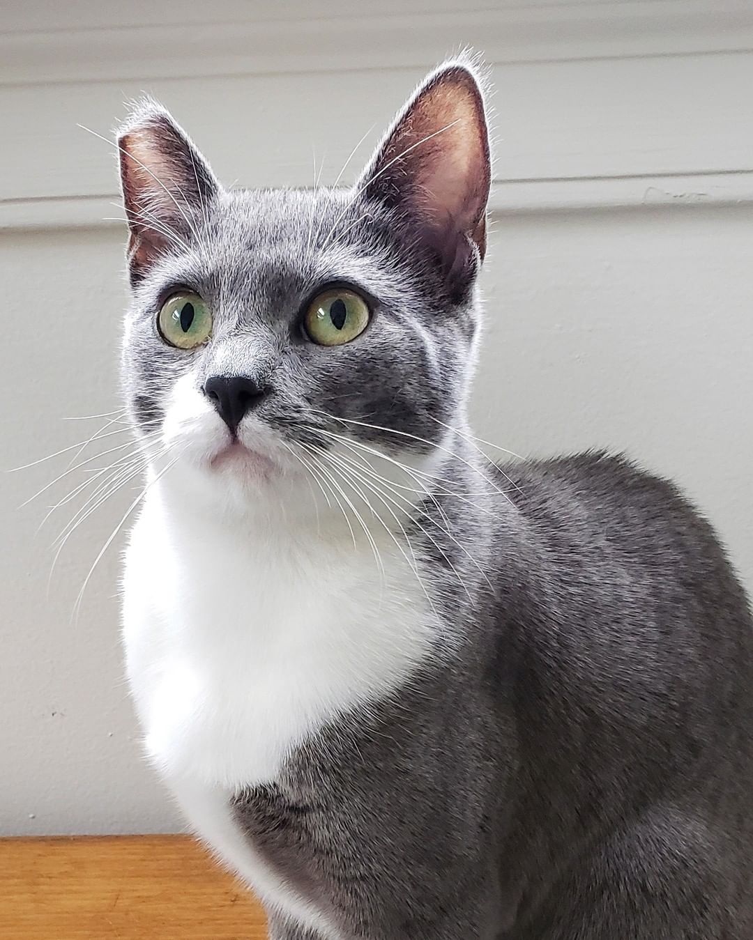 Gray, white, and gorgeous — it’s Georgia! At less than a year old, this spunky gal loves playtime and hanging out with her pals, of both the human and cat variety. Although she can be wary of new people, all it takes is a few pets and ear scratches for Georgia to realize you’re a friendly face. When she’s not crawling in and out of her play tunnel, chasing wand toys, or hunting down her toy mice, you might find her curled up in a sunny window seat, recharging for her next romp. Georgia is hoping to find a home with an experienced cat caretaker and a feline companion who can give her lots of interaction and help keep her out of mischief. Is Georgia on your mind? Let us know at info@cattownoakland.org!
.
.
.
<a target='_blank' href='https://www.instagram.com/explore/tags/adopt/'>#adopt</a> <a target='_blank' href='https://www.instagram.com/explore/tags/adoptdontshop/'>#adoptdontshop</a> <a target='_blank' href='https://www.instagram.com/explore/tags/upforadoption/'>#upforadoption</a> <a target='_blank' href='https://www.instagram.com/explore/tags/catadoption/'>#catadoption</a> <a target='_blank' href='https://www.instagram.com/explore/tags/cattowncat/'>#cattowncat</a> <a target='_blank' href='https://www.instagram.com/explore/tags/cattownoak/'>#cattownoak</a> <a target='_blank' href='https://www.instagram.com/explore/tags/cattownoakland/'>#cattownoakland</a>