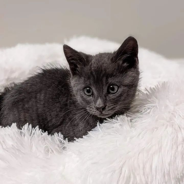 Have a happy life sweet Bean!! 

This little nugget was pulled out of a car engine by one of our staff members a couple of weeks ago and has now landed himself a wonderful forever home!! We love seeing our shelter babes living their best lives in their new homes!!

<a target='_blank' href='https://www.instagram.com/explore/tags/adoptdontshop/'>#adoptdontshop</a> <a target='_blank' href='https://www.instagram.com/explore/tags/shelterpetscuddlebetter/'>#shelterpetscuddlebetter</a> <a target='_blank' href='https://www.instagram.com/explore/tags/adoptionsaveslives/'>#adoptionsaveslives</a> <a target='_blank' href='https://www.instagram.com/explore/tags/savethemall/'>#savethemall</a> <a target='_blank' href='https://www.instagram.com/explore/tags/babybean/'>#babybean</a>