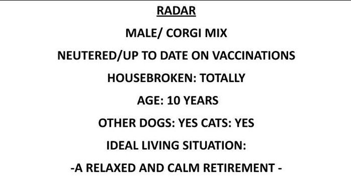 Meet Radar!!🐶 This senior loving boy is ready for his retirement. We love Mr. Radar, and we think he returns our affection. Radar is a wonderful senior companion who has some life in his step and some perk in his attitude. He would love to spend his years with a devoted comparable senior companion.  Preferably one that does not want to talk about their respective ages.
.
.
.
 <a target='_blank' href='https://www.instagram.com/explore/tags/retirementliving/'>#retirementliving</a> <a target='_blank' href='https://www.instagram.com/explore/tags/seniordogs/'>#seniordogs</a>