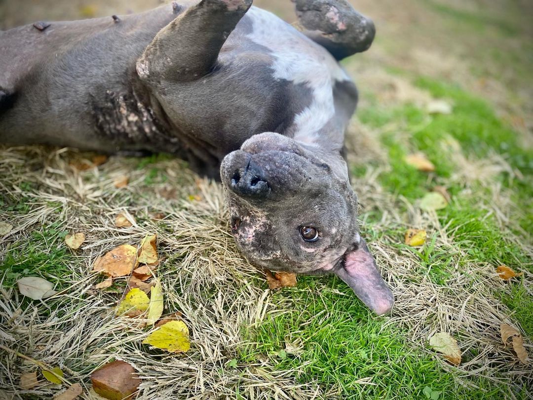 look how cute🥺 

Willow is loving life at @rocopethospital she is healing nicely but still has a really long road ahead of her! 

Please donate to her care!! LINK IN BIO 💕💕