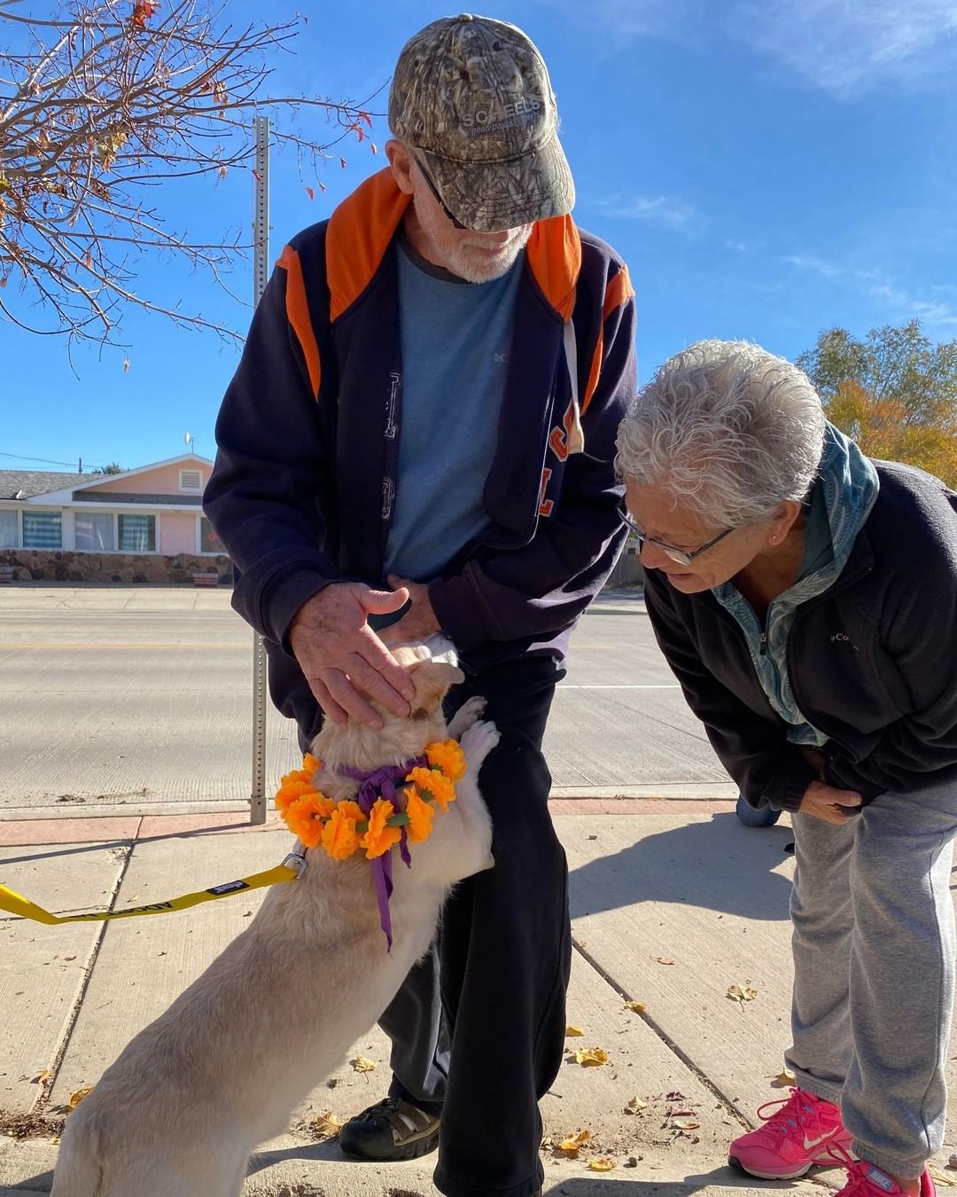 Meet Radar!!🐶 This senior loving boy is ready for his retirement. We love Mr. Radar, and we think he returns our affection. Radar is a wonderful senior companion who has some life in his step and some perk in his attitude. He would love to spend his years with a devoted comparable senior companion.  Preferably one that does not want to talk about their respective ages.
.
.
.
 <a target='_blank' href='https://www.instagram.com/explore/tags/retirementliving/'>#retirementliving</a> <a target='_blank' href='https://www.instagram.com/explore/tags/seniordogs/'>#seniordogs</a>