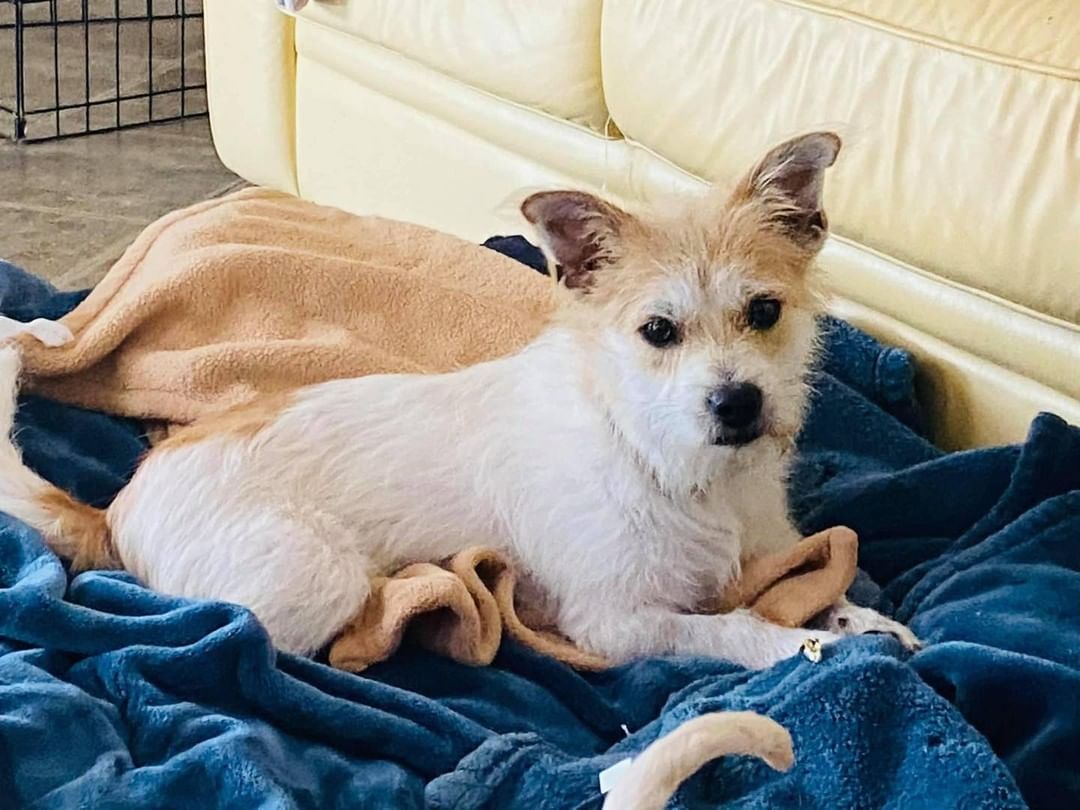 Hi there!  My name is Rocco right now. But if we’re going to be family I’m open to a new name if you have something in mind that might suit me. I’m a 12lb male 1yo terrier mix. My foster mom says I have a great personality! 

I love other dogs and people. Cats…not so much. I love going to the dog park and playing with the small dogs there. I’m house trained and good on a leash. I like being brushed and playing with squeaky toys. But my FAVORITE thing is sleeping with my people at night. If you’re looking for a bed buddy, I’m your man!

I want to make sure you know I only have three legs but it doesn’t slow me down at all. 

My foster mom said having a backyard for me to play in would be great but not required. It’s also great if you have other dogs… as long as they’ll shove over at bedtime so I can sleep with you. But I’m OK being an only dog too. As my foster mom says, that just shows what an easy-going guy I am. If you think I’d be a good fit for your family, apply for me today!!

Www.releashatlanta.com