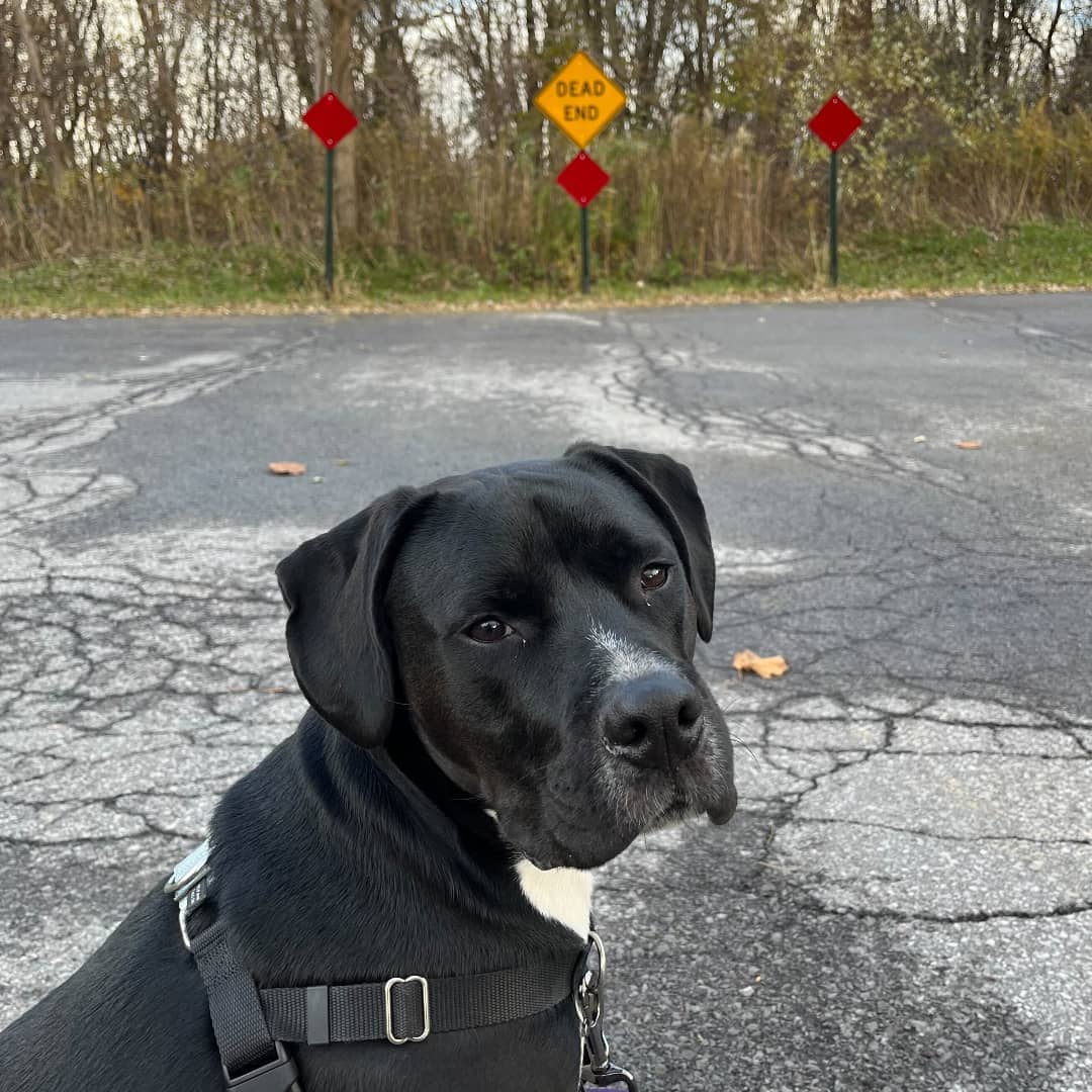 <a target='_blank' href='https://www.instagram.com/explore/tags/Adoptable/'>#Adoptable</a> Jax may reached a dead end (literally) but he is in search of a new road that leads to his forever home! 
<a target='_blank' href='https://www.instagram.com/explore/tags/AdoptMe/'>#AdoptMe</a> <a target='_blank' href='https://www.instagram.com/explore/tags/AdoptDontShop/'>#AdoptDontShop</a> <a target='_blank' href='https://www.instagram.com/explore/tags/RescuePit/'>#RescuePit</a>