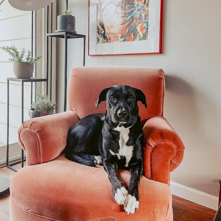 “What mom! It’s only Wednesday?! 😒” Misfit alumni, Norah patiently waiting for the weekend ⁣⁣
⁣⁣
<a target='_blank' href='https://www.instagram.com/explore/tags/misfitmuttsdogrescue/'>#misfitmuttsdogrescue</a> <a target='_blank' href='https://www.instagram.com/explore/tags/alumni/'>#alumni</a> <a target='_blank' href='https://www.instagram.com/explore/tags/norah/'>#norah</a> <a target='_blank' href='https://www.instagram.com/explore/tags/rescuedogsofinstagram/'>#rescuedogsofinstagram</a> <a target='_blank' href='https://www.instagram.com/explore/tags/adoptdontshop/'>#adoptdontshop</a> <a target='_blank' href='https://www.instagram.com/explore/tags/greenbay/'>#greenbay</a> <a target='_blank' href='https://www.instagram.com/explore/tags/wisconsin/'>#wisconsin</a>