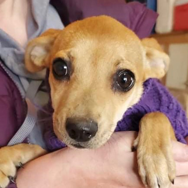 Today’s transport included 8 dogs, 8 puppies, 2 cats, and 2 kittens. All of the dogs had quite the climate shock, but the snow was very exciting to most! ❄️🐶❄️ Thanks to everyone who made this possible: advocates and fosters in Kentucky, our amazing drivers Laurel and Barb, and our fosters here! Can’t wait to see how all these angels blossom!

<a target='_blank' href='https://www.instagram.com/explore/tags/Adoptdontshop/'>#Adoptdontshop</a> <a target='_blank' href='https://www.instagram.com/explore/tags/redemptionroadrescue/'>#redemptionroadrescue</a> <a target='_blank' href='https://www.instagram.com/explore/tags/redemptionroadmn/'>#redemptionroadmn</a> <a target='_blank' href='https://www.instagram.com/explore/tags/kittens/'>#kittens</a> <a target='_blank' href='https://www.instagram.com/explore/tags/kittensofinstagram/'>#kittensofinstagram</a> <a target='_blank' href='https://www.instagram.com/explore/tags/minneapoliskitty/'>#minneapoliskitty</a> <a target='_blank' href='https://www.instagram.com/explore/tags/rescuedismyfavoritebreed/'>#rescuedismyfavoritebreed</a> <a target='_blank' href='https://www.instagram.com/explore/tags/minnesotakittens/'>#minnesotakittens</a> <a target='_blank' href='https://www.instagram.com/explore/tags/rescuekitten/'>#rescuekitten</a> <a target='_blank' href='https://www.instagram.com/explore/tags/adoptedkitten/'>#adoptedkitten</a> <a target='_blank' href='https://www.instagram.com/explore/tags/Adoptdontshop/'>#Adoptdontshop</a> <a target='_blank' href='https://www.instagram.com/explore/tags/redemptionroadrescue/'>#redemptionroadrescue</a> <a target='_blank' href='https://www.instagram.com/explore/tags/redemptionroadmn/'>#redemptionroadmn</a> <a target='_blank' href='https://www.instagram.com/explore/tags/puppies/'>#puppies</a> <a target='_blank' href='https://www.instagram.com/explore/tags/dogsofinstagram/'>#dogsofinstagram</a> <a target='_blank' href='https://www.instagram.com/explore/tags/minneapolisdog/'>#minneapolisdog</a> <a target='_blank' href='https://www.instagram.com/explore/tags/rescuedismyfavoritebreed/'>#rescuedismyfavoritebreed</a> <a target='_blank' href='https://www.instagram.com/explore/tags/minnesotadogs/'>#minnesotadogs</a> <a target='_blank' href='https://www.instagram.com/explore/tags/rescuepup/'>#rescuepup</a> <a target='_blank' href='https://www.instagram.com/explore/tags/adopteddog/'>#adopteddog</a>