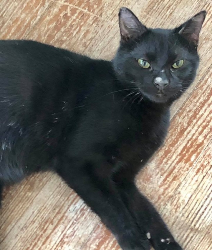Our sixteenth black cat for November is Jolly Roger! This poor guy has been sitting at the shelter for months waiting for his forever family. He is very sweet and very playful! Jolly Roger is a year old, neutered, FIV/FELV negative and up to date on vaccines. To put in application click on the link below.

https://www.sbanimalrescue.org/adopt
