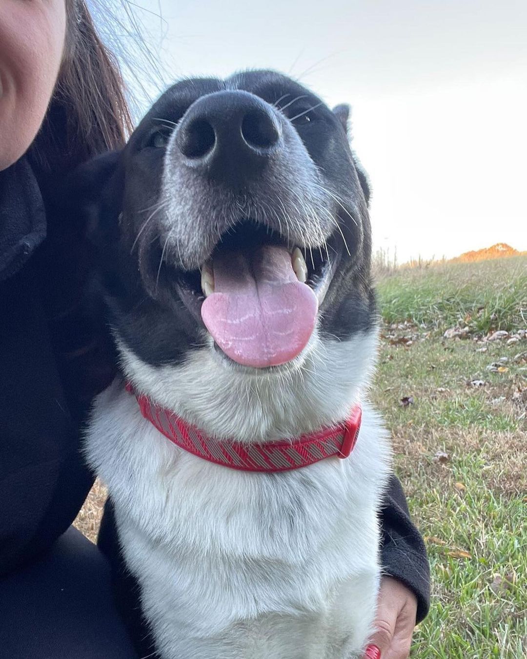 B E S T  B O Y 💙

It’s true, this 11 mo old husky mix really is *the best boy* and is ready to give you all his love! 💙

Groot loves to run and play outside and play ball (check out the video of him nailing fetch! So athletic!). He gets along wonderfully with other dogs and all people, including kids. His foster mama said he’s even fully potty trained and walks like a dream on a leash. When playtime is over he loves to cuddle and take naps with you on the couch … what more could you want?! 💙

If this *best boy* sounds like a good fit for your active home, fill out an app to meet him!! 💙

<a target='_blank' href='https://www.instagram.com/explore/tags/adoptme/'>#adoptme</a> <a target='_blank' href='https://www.instagram.com/explore/tags/huskymix/'>#huskymix</a> <a target='_blank' href='https://www.instagram.com/explore/tags/rescuedog/'>#rescuedog</a> <a target='_blank' href='https://www.instagram.com/explore/tags/heterochromia/'>#heterochromia</a> <a target='_blank' href='https://www.instagram.com/explore/tags/dogsofstl/'>#dogsofstl</a> <a target='_blank' href='https://www.instagram.com/explore/tags/bestboy/'>#bestboy</a> <a target='_blank' href='https://www.instagram.com/explore/tags/dogsofstlouis/'>#dogsofstlouis</a> <a target='_blank' href='https://www.instagram.com/explore/tags/gooddog/'>#gooddog</a> <a target='_blank' href='https://www.instagram.com/explore/tags/familydog/'>#familydog</a> <a target='_blank' href='https://www.instagram.com/explore/tags/active/'>#active</a> <a target='_blank' href='https://www.instagram.com/explore/tags/fosteringsaveslives/'>#fosteringsaveslives</a> <a target='_blank' href='https://www.instagram.com/explore/tags/shelterdog/'>#shelterdog</a> <a target='_blank' href='https://www.instagram.com/explore/tags/adoptdontshop/'>#adoptdontshop</a> <a target='_blank' href='https://www.instagram.com/explore/tags/pickme/'>#pickme</a> <a target='_blank' href='https://www.instagram.com/explore/tags/husky/'>#husky</a> <a target='_blank' href='https://www.instagram.com/explore/tags/handsome/'>#handsome</a>