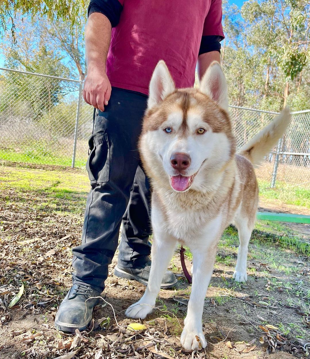 Monroe is one beautiful boy! He is one of 17 (yes 17!) huskies available for adoption at Santa Barbara County Animal Services.  He’s love attention and playing with other dogs at our shelter.  Add him to your family by calling us to set an appointment: 805-681-5285