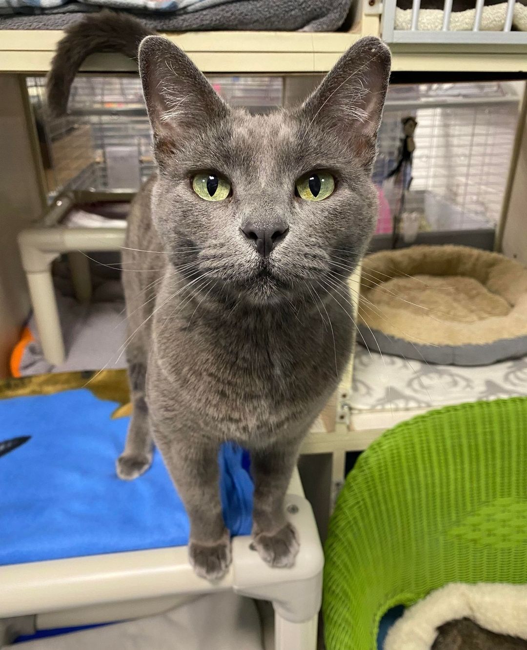 This week’s pet of the week is Peggy! Peggy is a beautiful grey cat who was found as a stray and somehow no one ever claimed her! She is so sweet and very loving. Peggy did test positive for FIV but that doesn’t stop her from doing all the things a normal cat does. If you’re looking for an affectionate girl to spoil, apply for Peggy today at the link in our bio! ⁠
.⠀⠀⠀⠀⁠⁠
.⁠⠀⠀⠀⠀⠀⠀⠀⠀⠀⁠⁠
.⁠⠀⠀⠀⠀⠀⠀⠀⠀⠀⁠⁠
.⁠⠀⠀⠀⠀⠀⠀⠀⠀⠀⁠⁠
.⁠⠀⠀⠀⠀⠀⠀⠀⠀⠀⁠⁠
.⁠⠀⠀⠀⠀⠀⠀⠀⠀⠀⁠⁠
.⁠⠀⠀⠀⠀⠀⠀⠀⠀⠀⁠⁠
<a target='_blank' href='https://www.instagram.com/explore/tags/adoptdontshop/'>#adoptdontshop</a> <a target='_blank' href='https://www.instagram.com/explore/tags/adopt/'>#adopt</a> <a target='_blank' href='https://www.instagram.com/explore/tags/foster/'>#foster</a> <a target='_blank' href='https://www.instagram.com/explore/tags/rescue/'>#rescue</a> <a target='_blank' href='https://www.instagram.com/explore/tags/adoption/'>#adoption</a> <a target='_blank' href='https://www.instagram.com/explore/tags/happytail/'>#happytail</a> <a target='_blank' href='https://www.instagram.com/explore/tags/happytails/'>#happytails</a> <a target='_blank' href='https://www.instagram.com/explore/tags/rescuedog/'>#rescuedog</a> <a target='_blank' href='https://www.instagram.com/explore/tags/rescuedogs/'>#rescuedogs</a> <a target='_blank' href='https://www.instagram.com/explore/tags/rescuedogsofinstagram/'>#rescuedogsofinstagram</a> <a target='_blank' href='https://www.instagram.com/explore/tags/rescuedogsofli/'>#rescuedogsofli</a> <a target='_blank' href='https://www.instagram.com/explore/tags/rescuedogsoflongisland/'>#rescuedogsoflongisland</a> <a target='_blank' href='https://www.instagram.com/explore/tags/longislandrescuedogs/'>#longislandrescuedogs</a> <a target='_blank' href='https://www.instagram.com/explore/tags/rescuecat/'>#rescuecat</a> <a target='_blank' href='https://www.instagram.com/explore/tags/rescuecats/'>#rescuecats</a> <a target='_blank' href='https://www.instagram.com/explore/tags/rescuecatsoflongisland/'>#rescuecatsoflongisland</a> <a target='_blank' href='https://www.instagram.com/explore/tags/rescuecatsofinstagram/'>#rescuecatsofinstagram</a> <a target='_blank' href='https://www.instagram.com/explore/tags/meow/'>#meow</a> <a target='_blank' href='https://www.instagram.com/explore/tags/rescuepet/'>#rescuepet</a> <a target='_blank' href='https://www.instagram.com/explore/tags/rescuepets/'>#rescuepets</a> <a target='_blank' href='https://www.instagram.com/explore/tags/rescuepetsofinstagram/'>#rescuepetsofinstagram</a> <a target='_blank' href='https://www.instagram.com/explore/tags/rescuepetsoflongisland/'>#rescuepetsoflongisland</a> <a target='_blank' href='https://www.instagram.com/explore/tags/rescuepetsofli/'>#rescuepetsofli</a> <a target='_blank' href='https://www.instagram.com/explore/tags/instapet/'>#instapet</a> <a target='_blank' href='https://www.instagram.com/explore/tags/instacute/'>#instacute</a> <a target='_blank' href='https://www.instagram.com/explore/tags/instagood/'>#instagood</a> <a target='_blank' href='https://www.instagram.com/explore/tags/instadog/'>#instadog</a> <a target='_blank' href='https://www.instagram.com/explore/tags/instacat/'>#instacat</a> <a target='_blank' href='https://www.instagram.com/explore/tags/petstagram/'>#petstagram</a>⁠
⁠