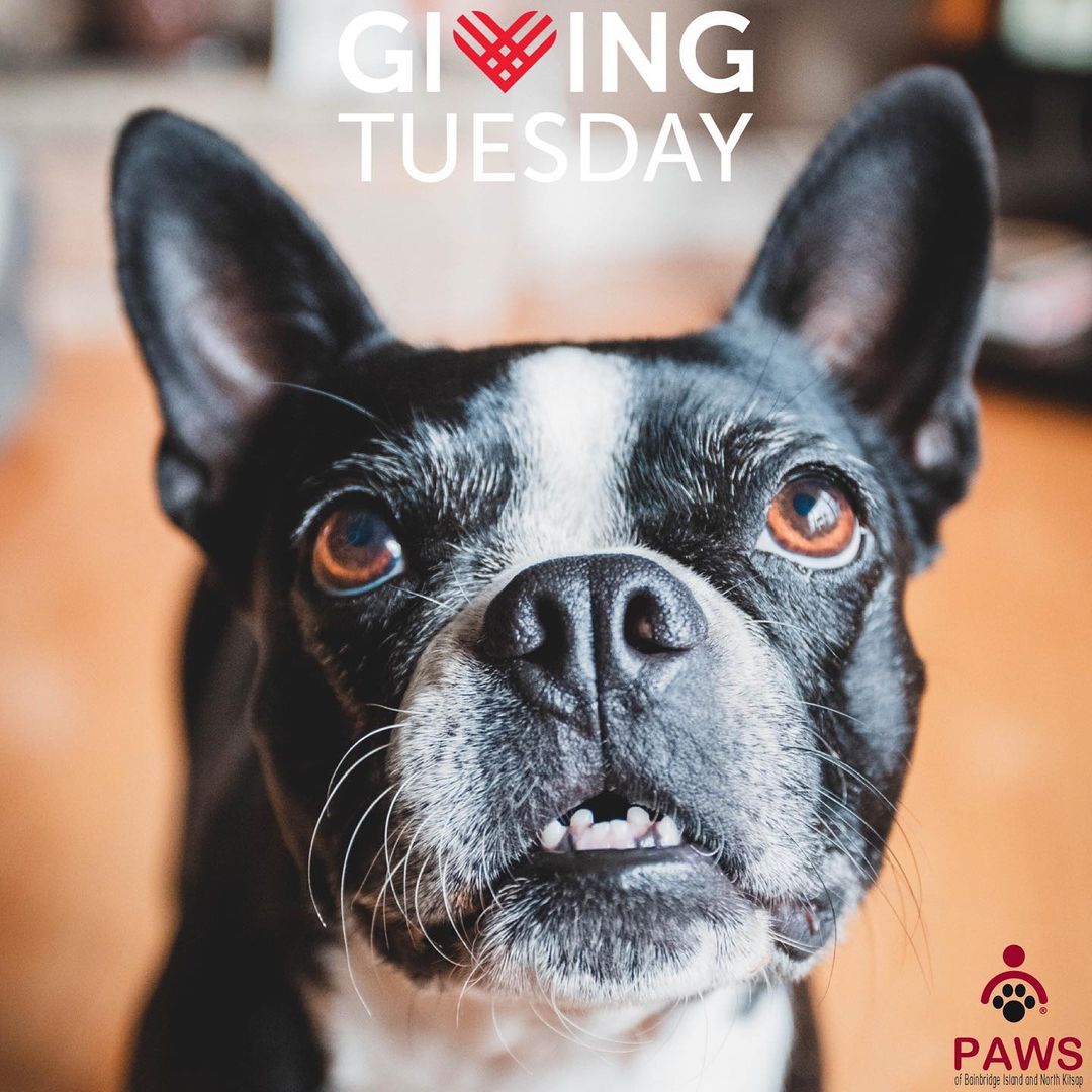 Two more weeks until <a target='_blank' href='https://www.instagram.com/explore/tags/givingtuesday/'>#givingtuesday</a>. The donations PAWSBINK receives help hundreds of pets in our community. When unexpected vet costs arise, PAWSBINK is here to help people and their beloved pets, like Snoodles. 

