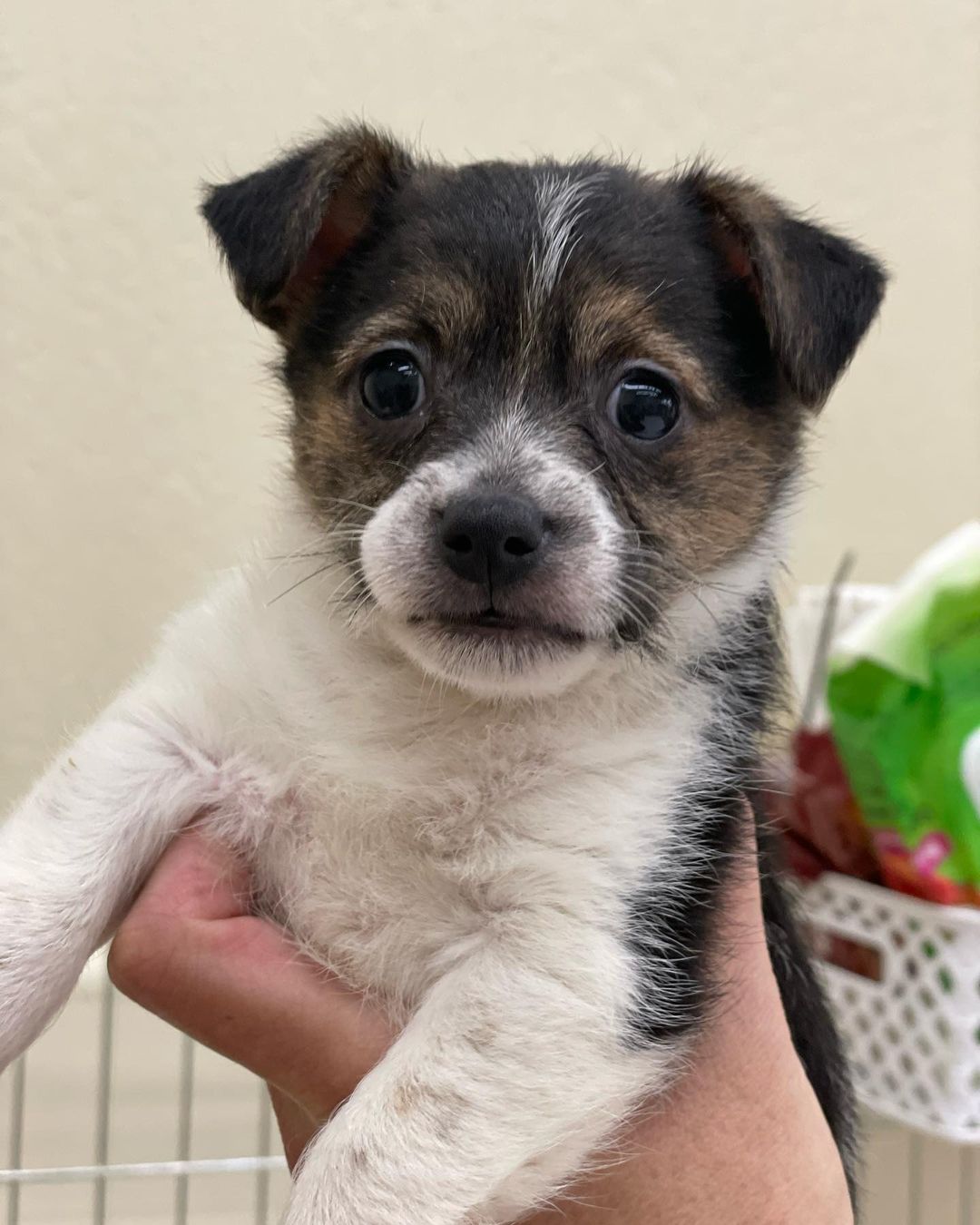 Puppies!!! 🐶🥰❤️
10 week old terrier mixes are up for adoption. Please contact us if you are interested in Qualifying to adopt a give a puppy a forever home! Contact Findingabestfriend@gmail.com 
Meet <a target='_blank' href='https://www.instagram.com/explore/tags/adoptable/'>#adoptable</a> dogs and puppies looking for their <a target='_blank' href='https://www.instagram.com/explore/tags/fureverhomes/'>#fureverhomes</a> with @findingabestfriend ❤️
.
.
.
.
<a target='_blank' href='https://www.instagram.com/explore/tags/rescuedogs/'>#rescuedogs</a> <a target='_blank' href='https://www.instagram.com/explore/tags/adoptdontshop/'>#adoptdontshop</a> <a target='_blank' href='https://www.instagram.com/explore/tags/dogadoption/'>#dogadoption</a> <a target='_blank' href='https://www.instagram.com/explore/tags/sanramon/'>#sanramon</a> <a target='_blank' href='https://www.instagram.com/explore/tags/adoptme/'>#adoptme</a> <a target='_blank' href='https://www.instagram.com/explore/tags/sfbayarea/'>#sfbayarea</a> <a target='_blank' href='https://www.instagram.com/explore/tags/myfavoritebreedisrescued/'>#myfavoritebreedisrescued</a> <a target='_blank' href='https://www.instagram.com/explore/tags/stockton/'>#stockton</a> <a target='_blank' href='https://www.instagram.com/explore/tags/sacramento/'>#sacramento</a> <a target='_blank' href='https://www.instagram.com/explore/tags/sanfrancisco/'>#sanfrancisco</a> <a target='_blank' href='https://www.instagram.com/explore/tags/dogsofinstagram/'>#dogsofinstagram</a> <a target='_blank' href='https://www.instagram.com/explore/tags/puppies/'>#puppies</a> <a target='_blank' href='https://www.instagram.com/explore/tags/puppiesofinstagram/'>#puppiesofinstagram</a> <a target='_blank' href='https://www.instagram.com/explore/tags/dontbullymybreed/'>#dontbullymybreed</a> <a target='_blank' href='https://www.instagram.com/explore/tags/adoptdontshop/'>#adoptdontshop</a> <a target='_blank' href='https://www.instagram.com/explore/tags/puppy/'>#puppy</a>