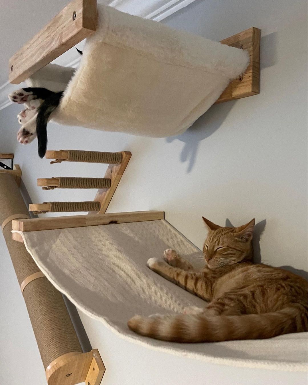 Today's Welcome Home Wednesday spotlight is for Maizey and Chai!
.
PAWS supporters might remember our first post about Maizey, the kitten who came to our facility this past summer stuck between two large glue traps. Now, since her adoption in July of this year, Maizey has a forever home where she is safe, happy, and thriving with her brother and fellow PAWS alumni, Chai. 
.
Maizey and Chai's mom tells us:
